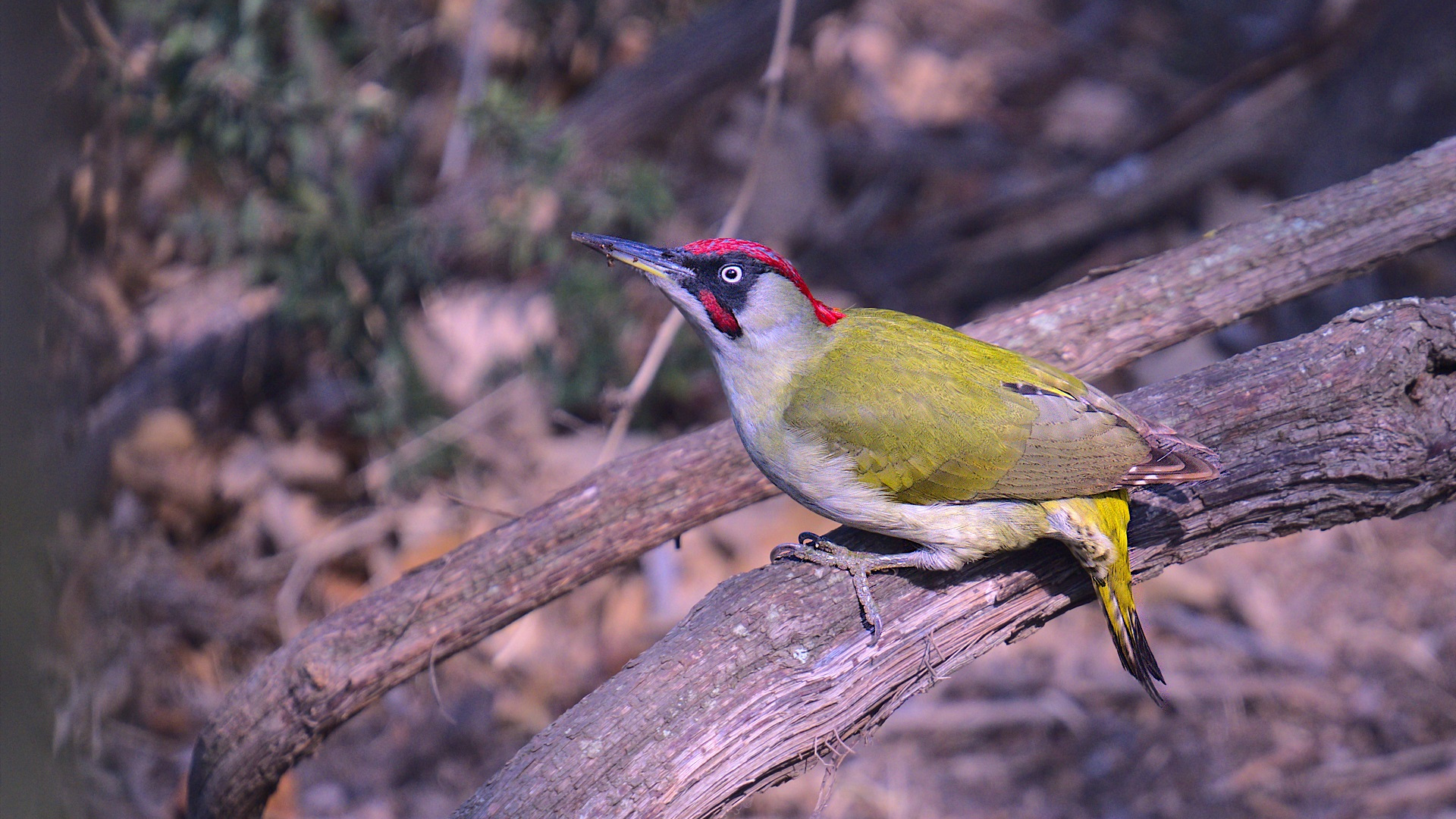 Yeşil ağaçkakan » European Green Woodpecker » Picus viridis