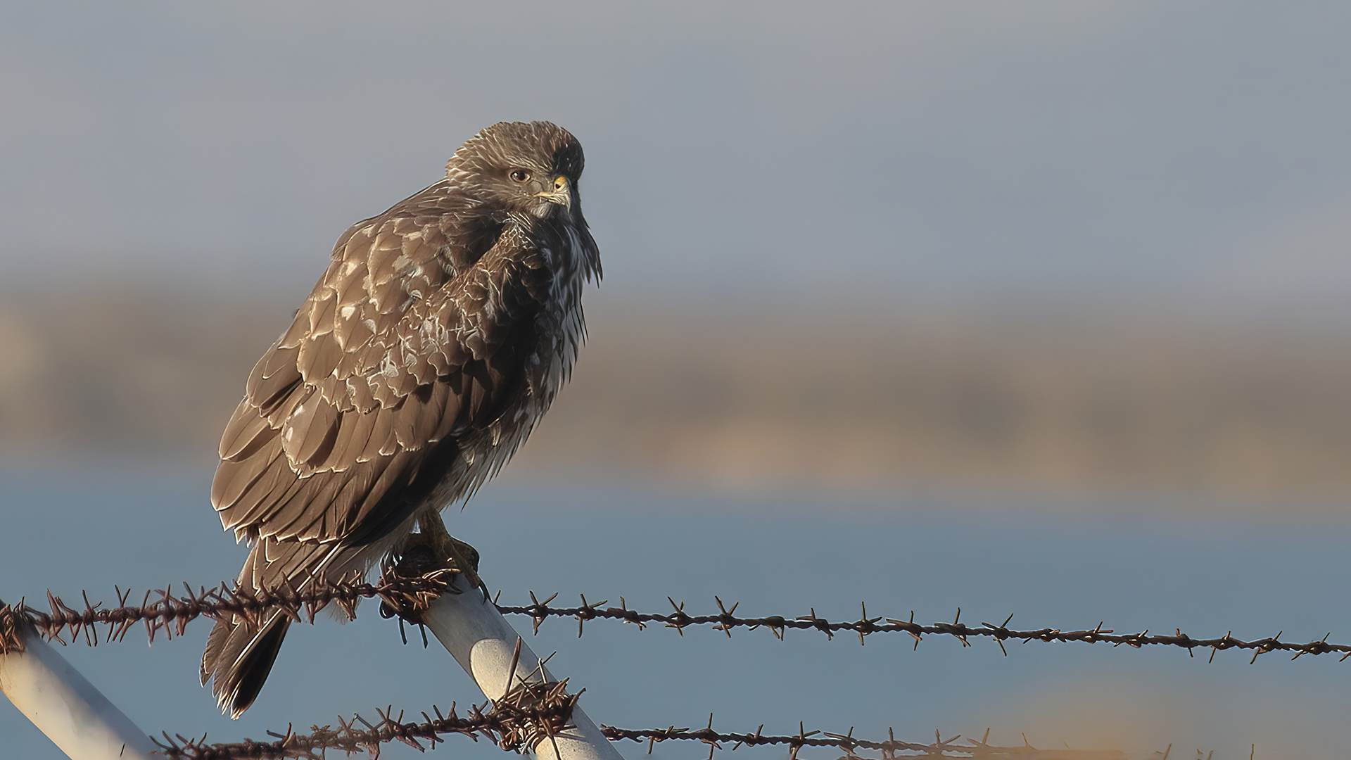 Şahin » Common Buzzard » Buteo buteo