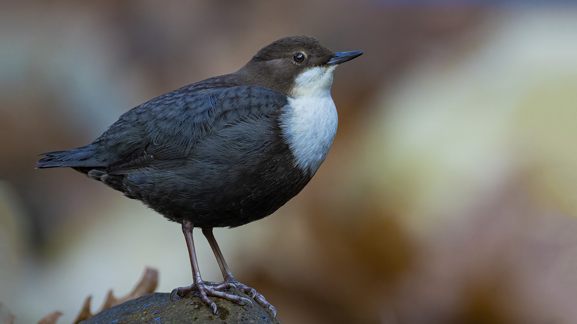 Derekuşu » White-throated Dipper » Cinclus cinclus