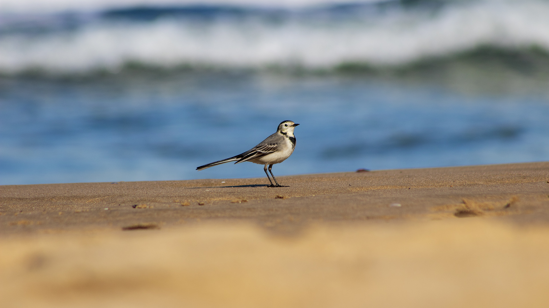 Ak kuyruksallayan » White Wagtail » Motacilla alba