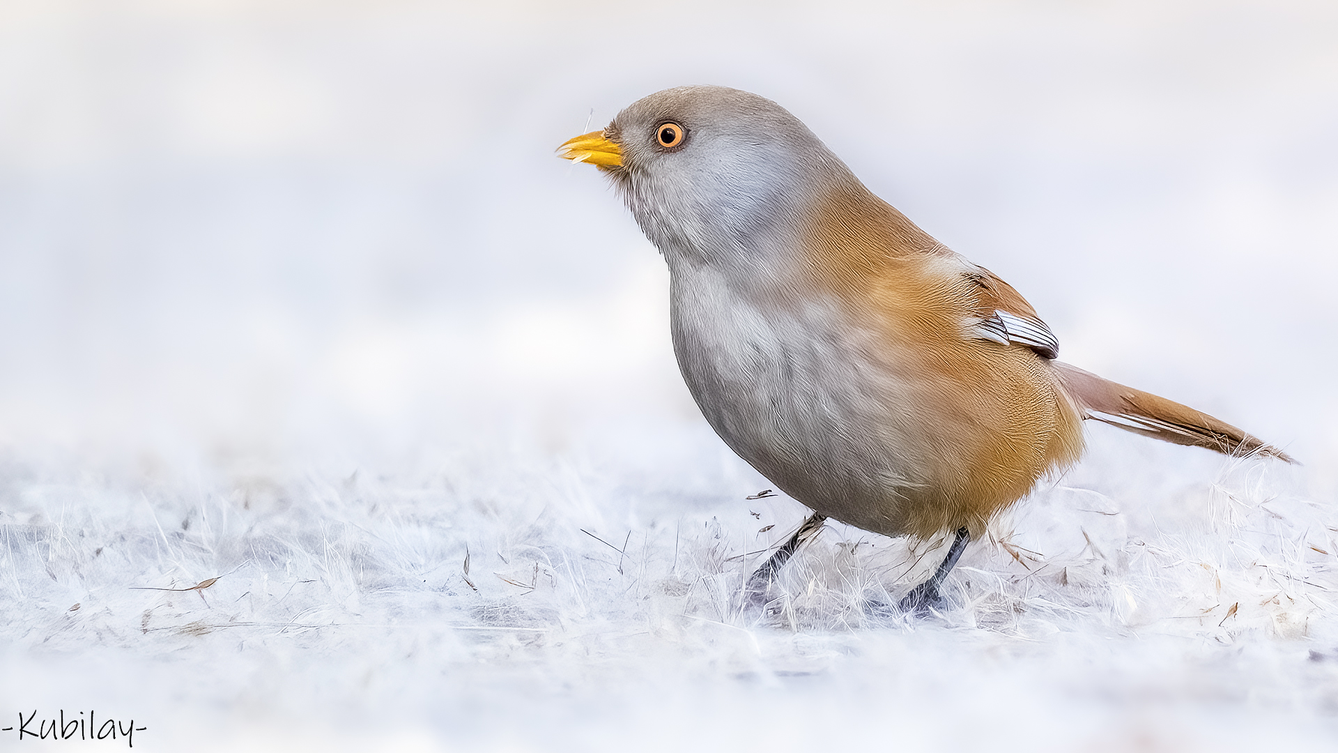 Bıyıklı baştankara » Bearded Reedling » Panurus biarmicus