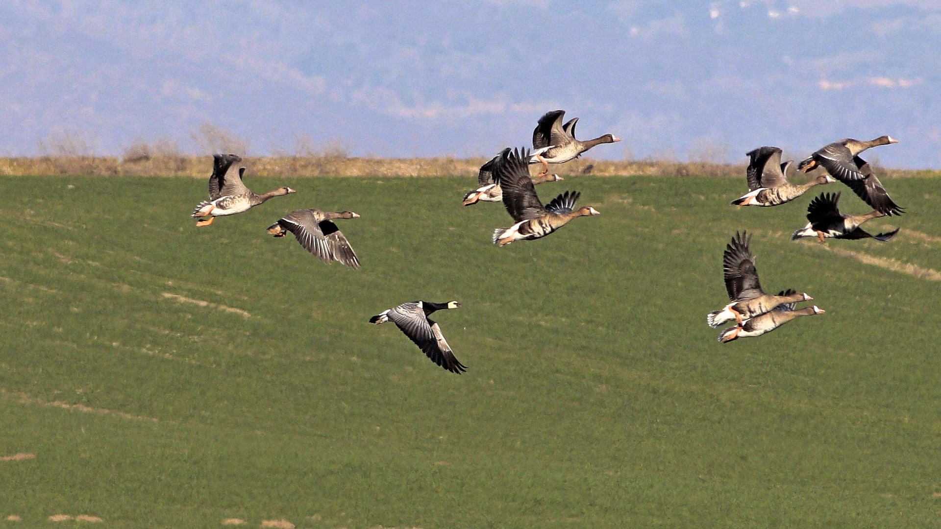 Akyanaklı kaz » Barnacle Goose » Branta leucopsis