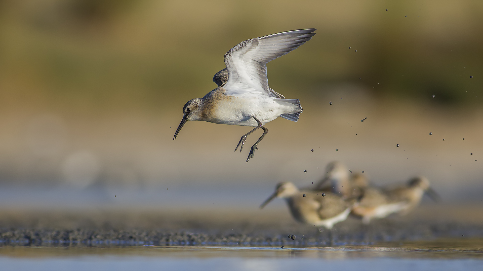 Kızıl kumkuşu » Curlew Sandpiper » Calidris ferruginea