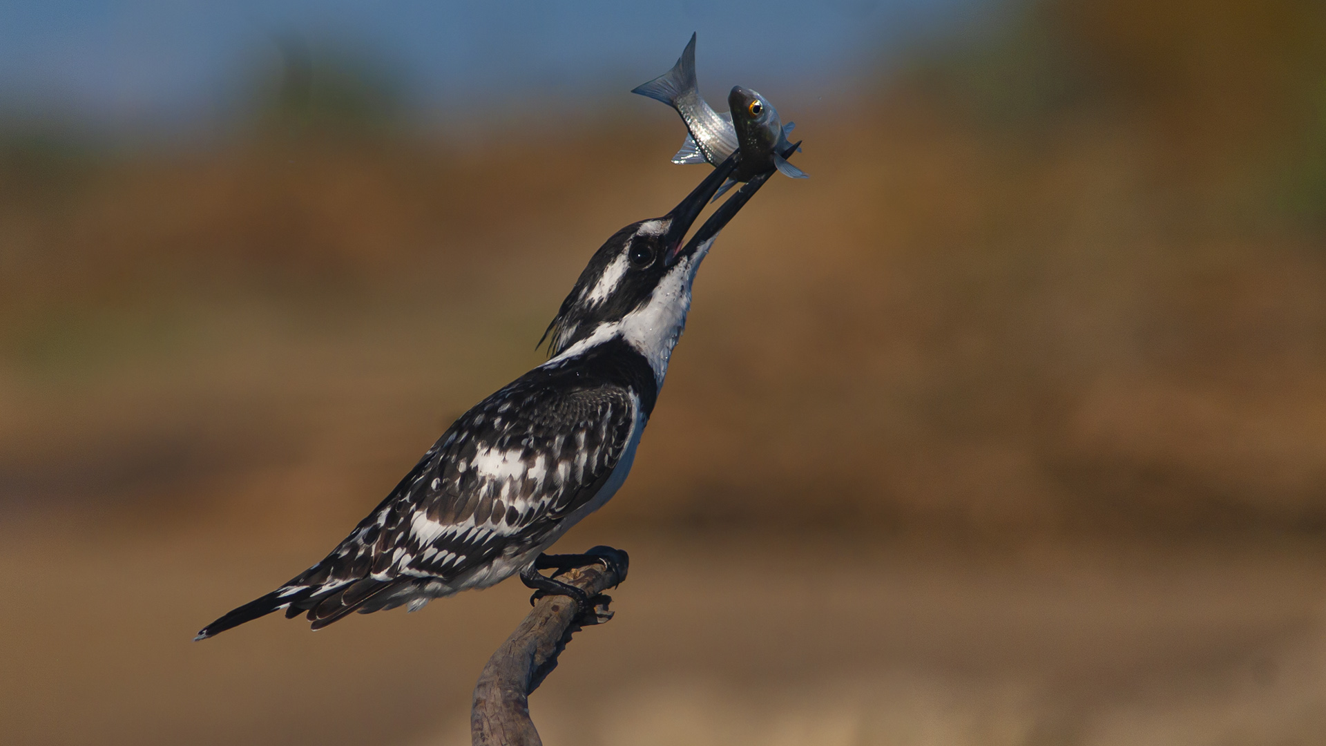 Alaca yalıçapkını » Pied Kingfisher » Ceryle rudis