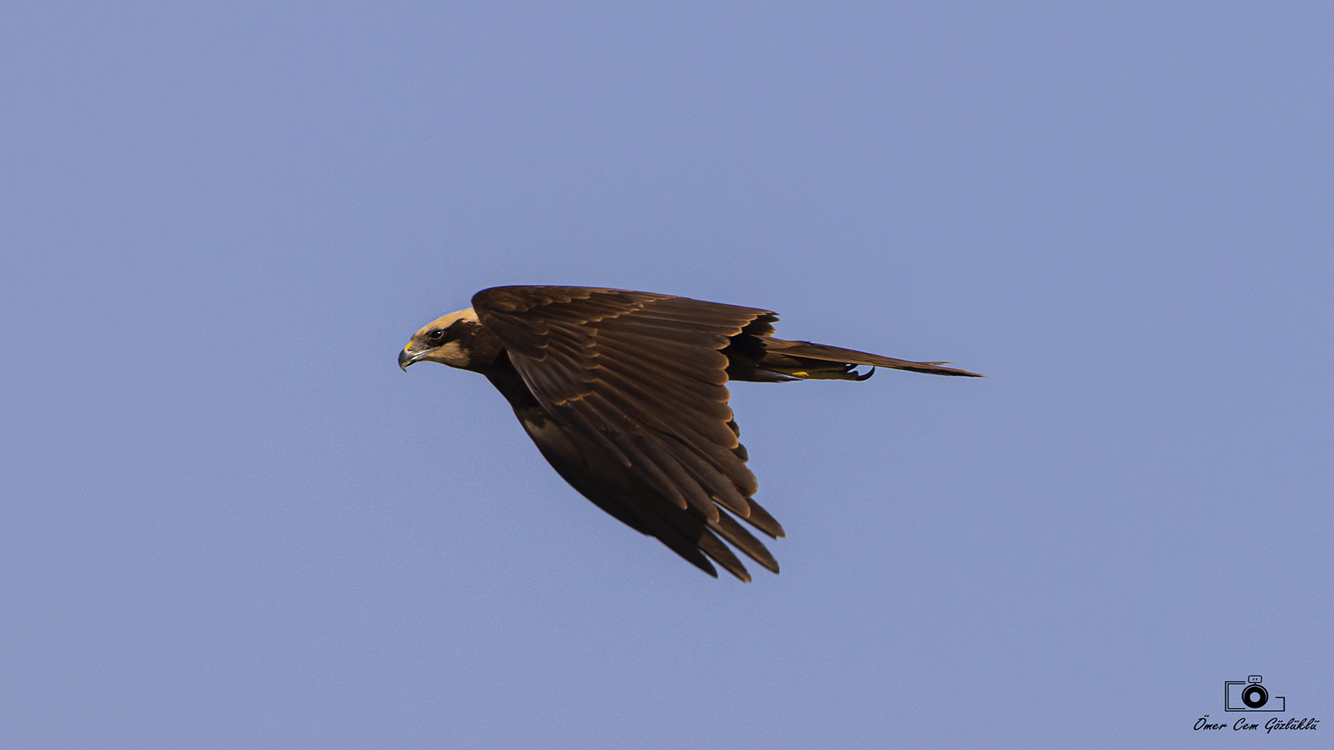 Saz delicesi » Western Marsh Harrier » Circus aeruginosus