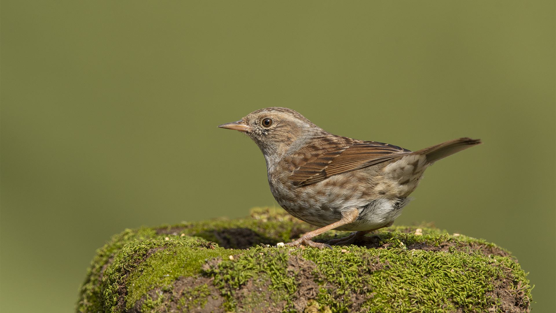 Dağbülbülü » Dunnock » Prunella modularis