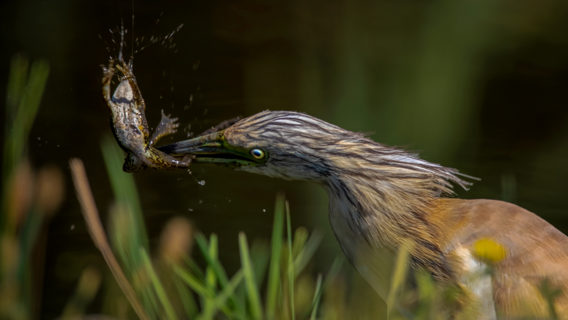 Alaca balıkçıl » Squacco Heron » Ardeola ralloides