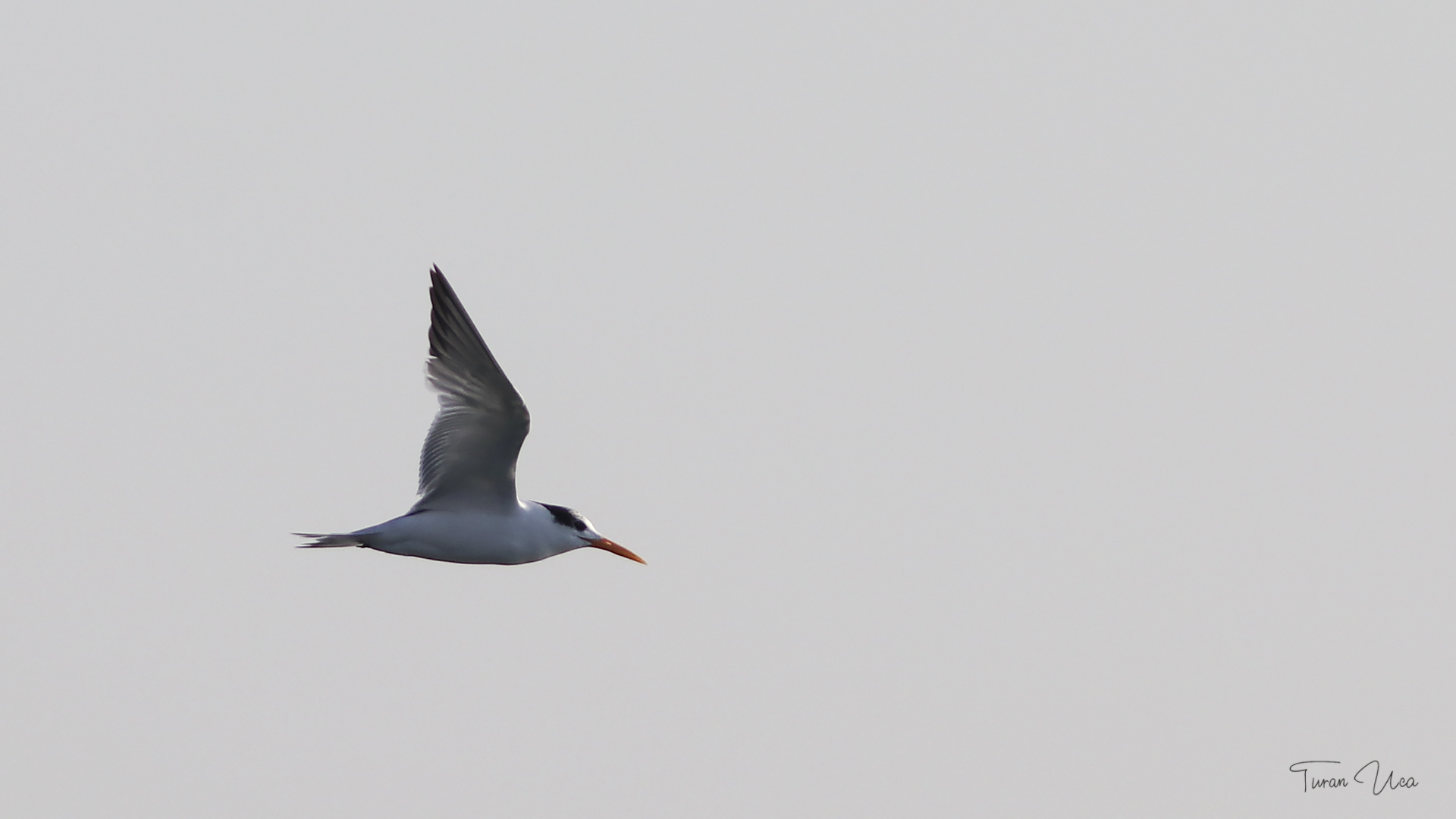 Tepeli sumru » Lesser Crested Tern » Thalasseus bengalensis