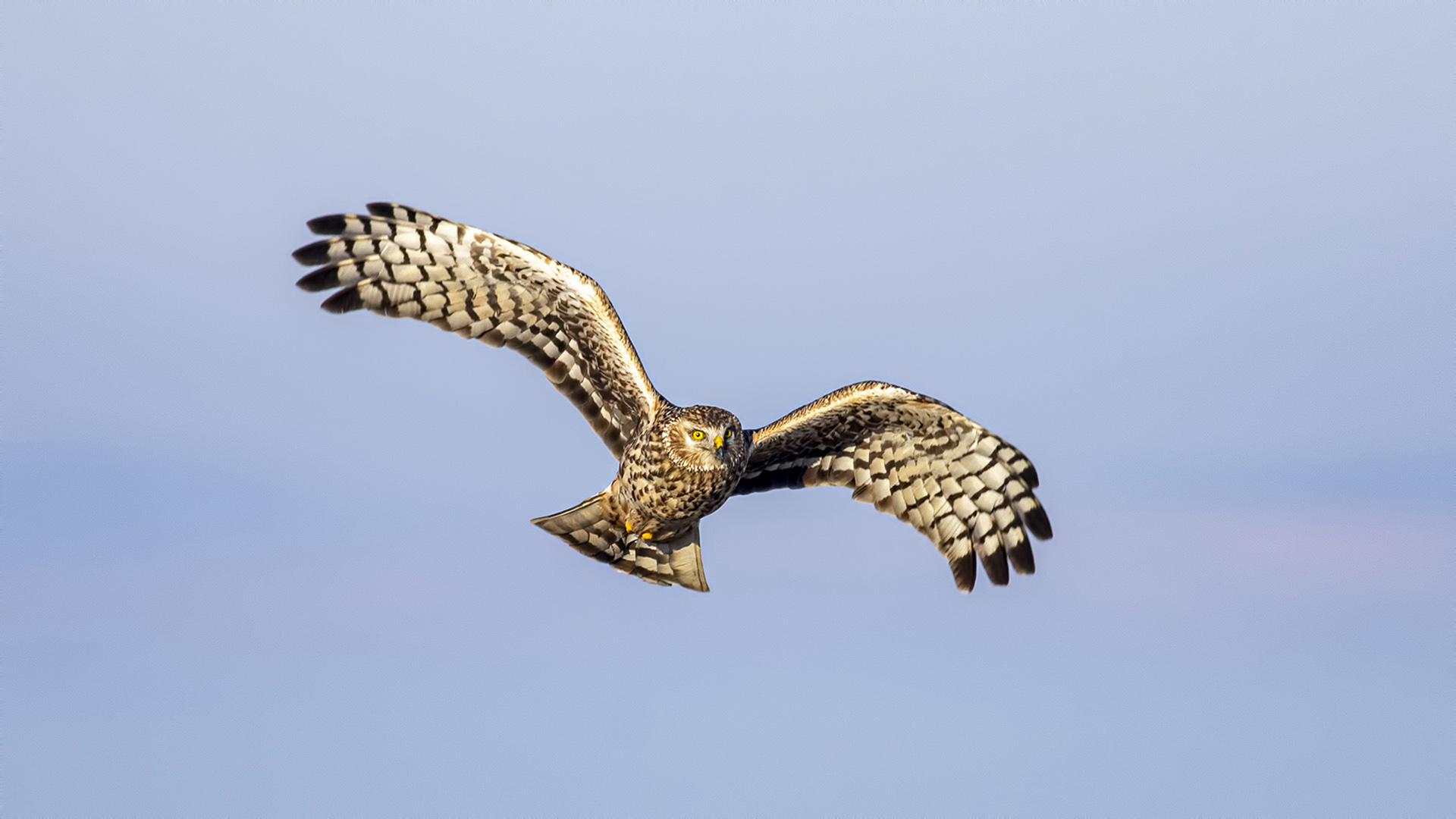 Gökçe delice » Hen Harrier » Circus cyaneus