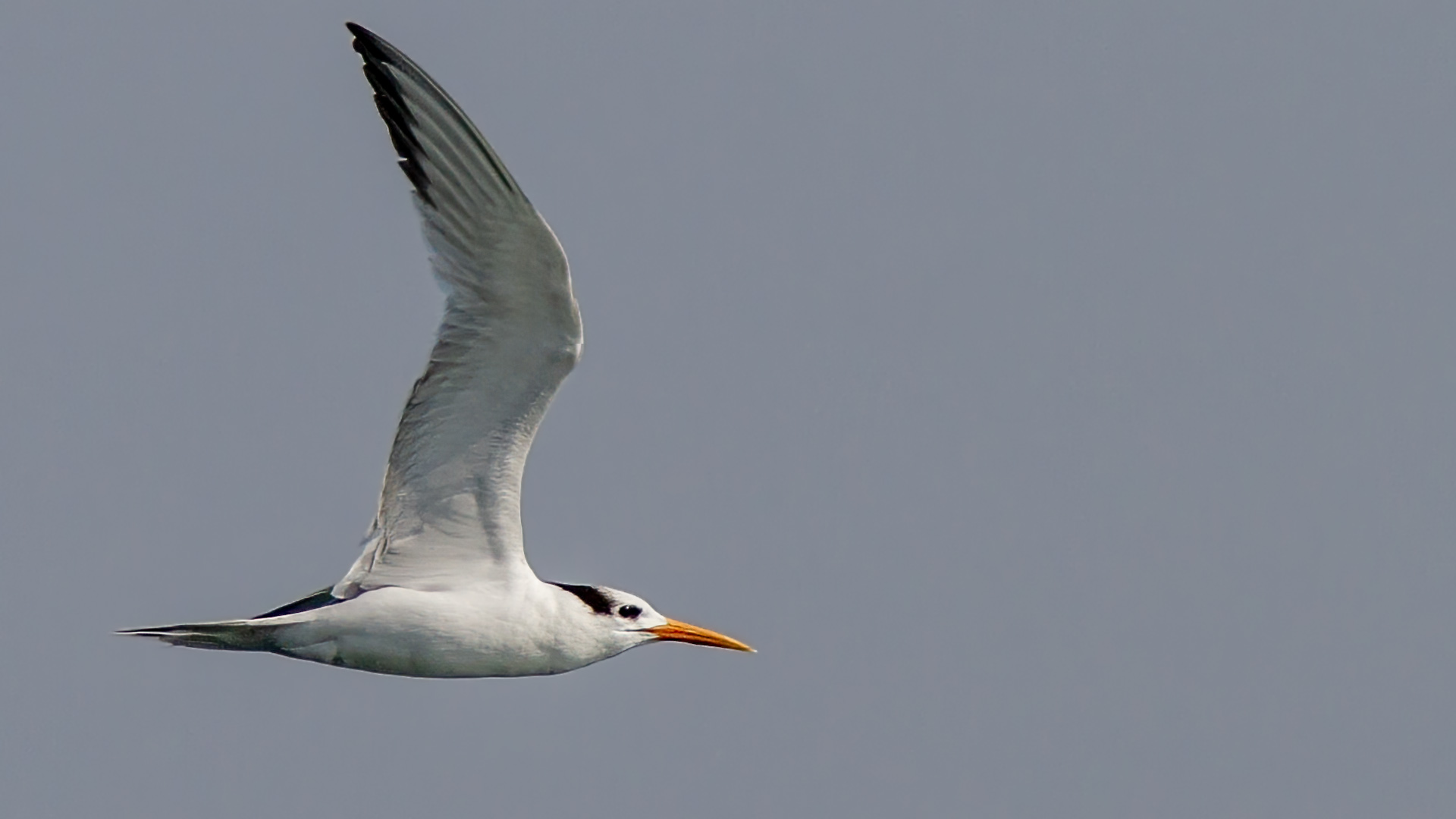 Tepeli sumru » Lesser Crested Tern » Thalasseus bengalensis