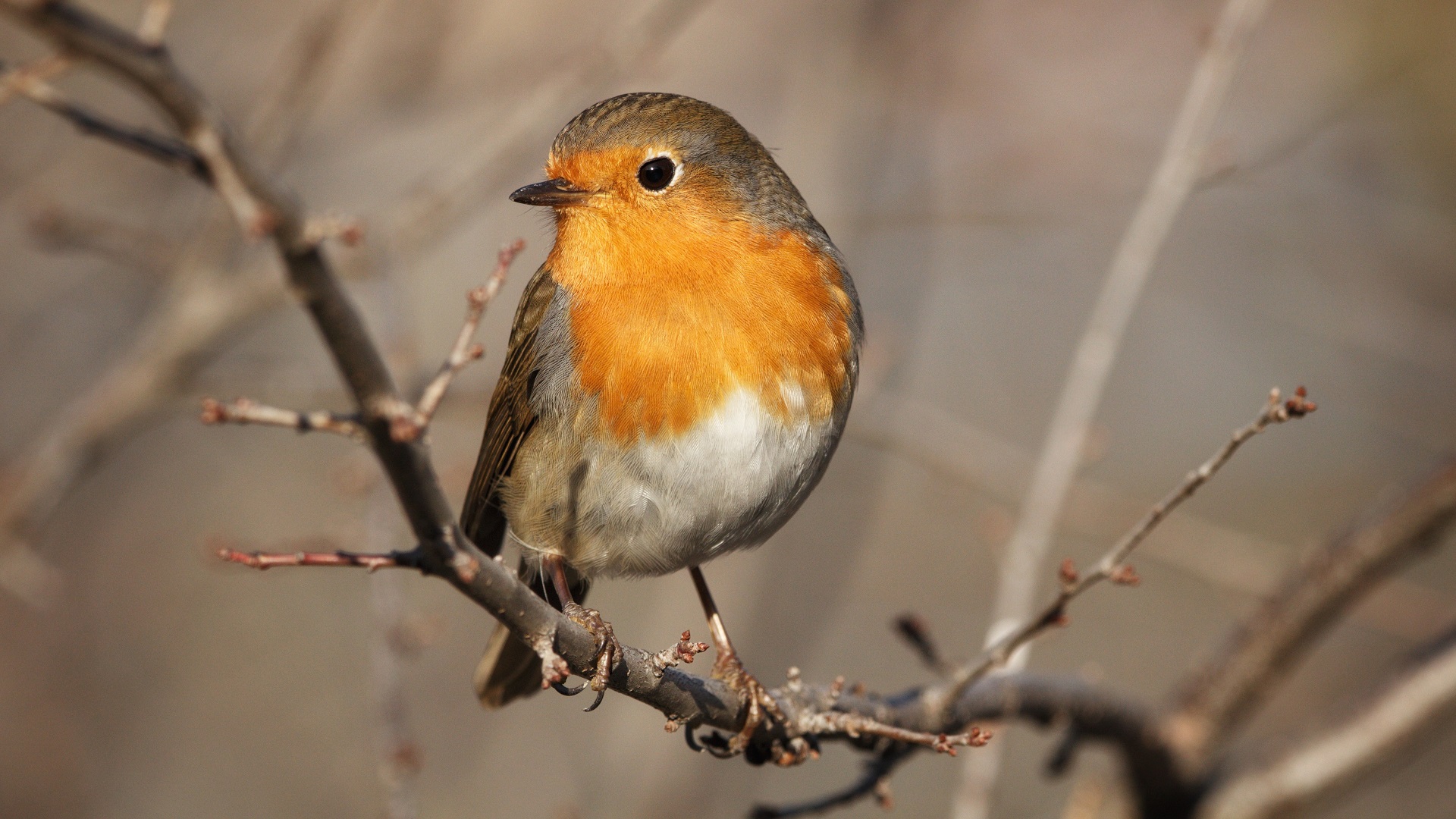 Kızılgerdan » European Robin » Erithacus rubecula