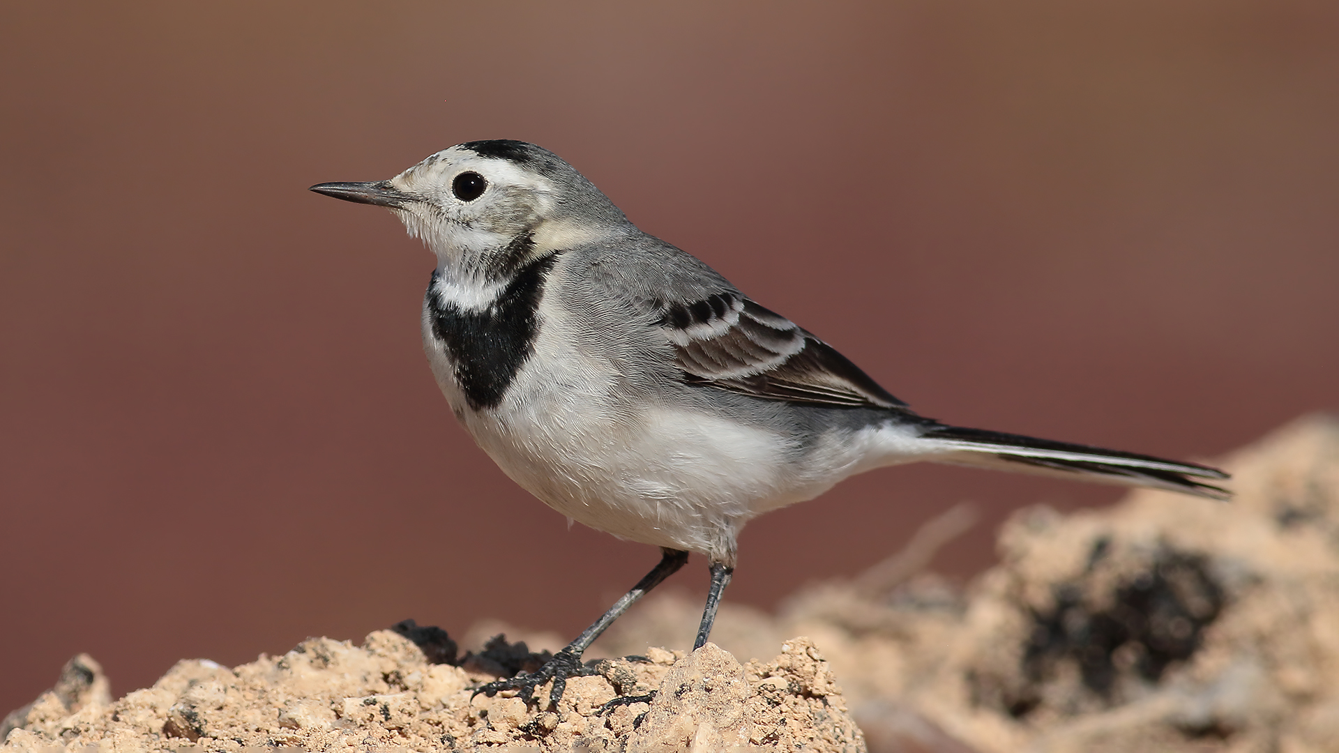 Ak kuyruksallayan » White Wagtail » Motacilla alba