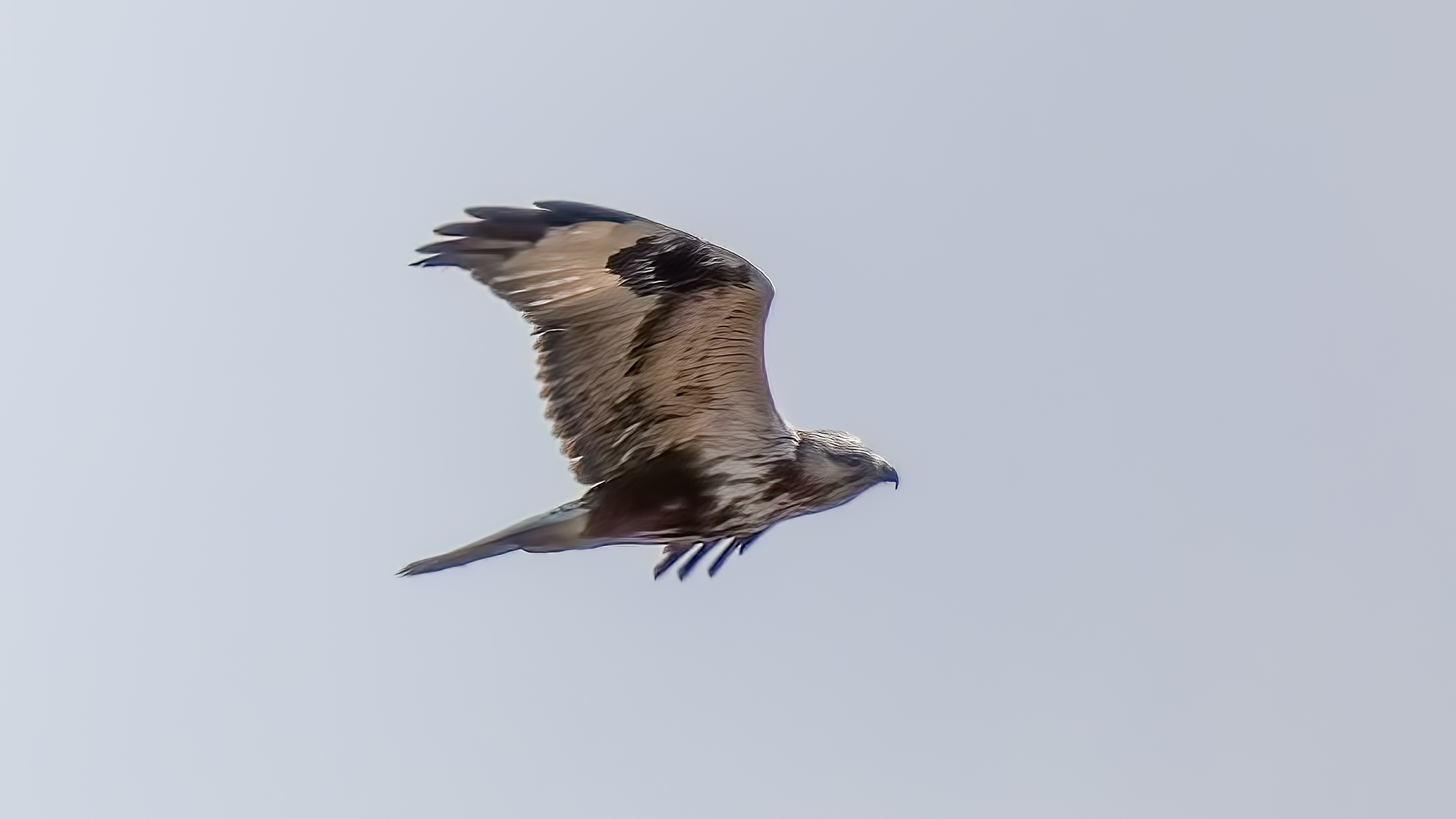 Paçalı şahin » Rough-legged Buzzard » Buteo lagopus