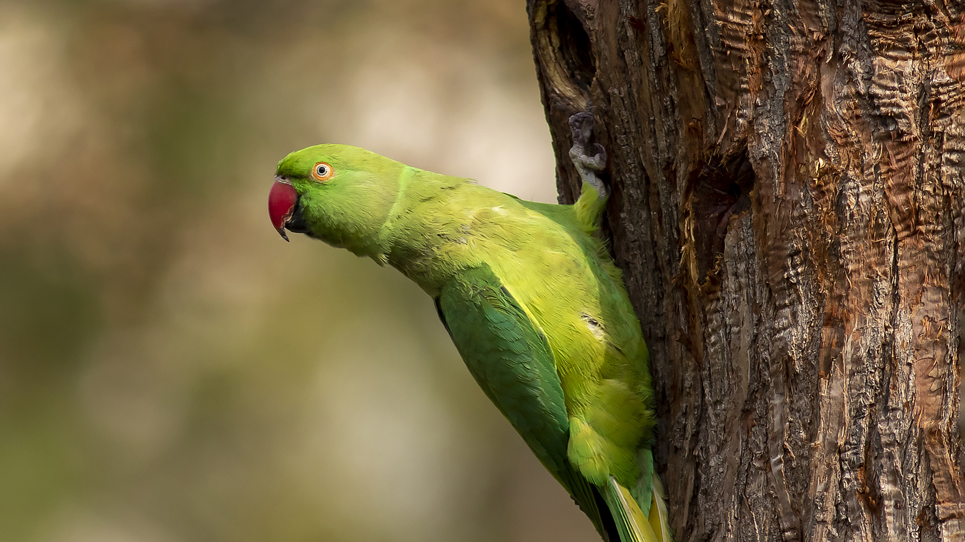 Yeşil papağan » Rose-ringed Parakeet » Psittacula krameri