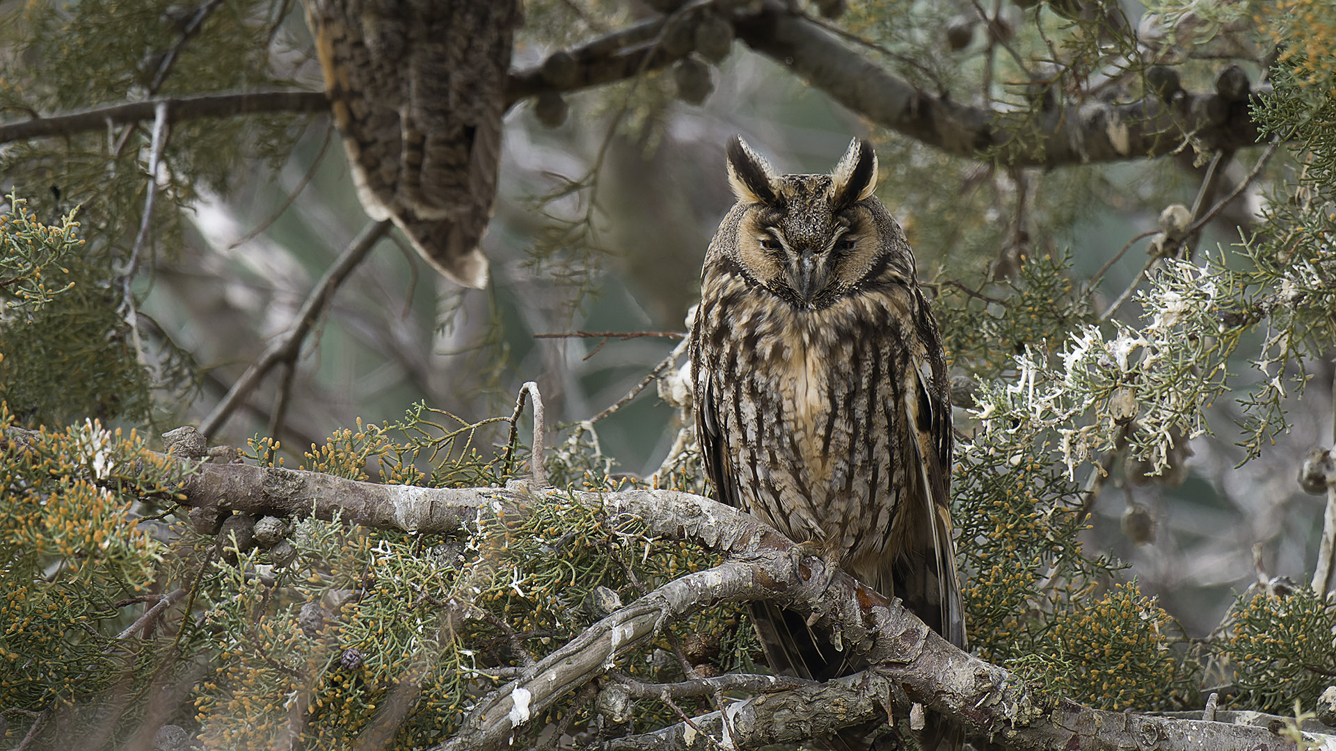 Kulaklı orman baykuşu » Long-eared Owl » Asio otus