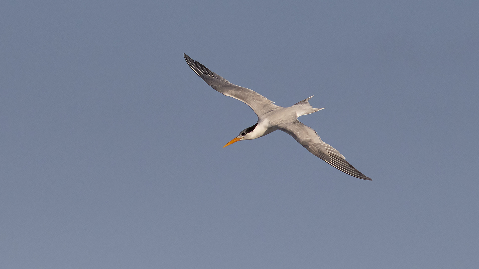 Tepeli sumru » Lesser Crested Tern » Thalasseus bengalensis