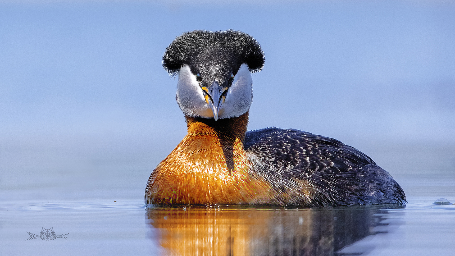 Kızılboyunlu batağan » Red-necked Grebe » Podiceps grisegena