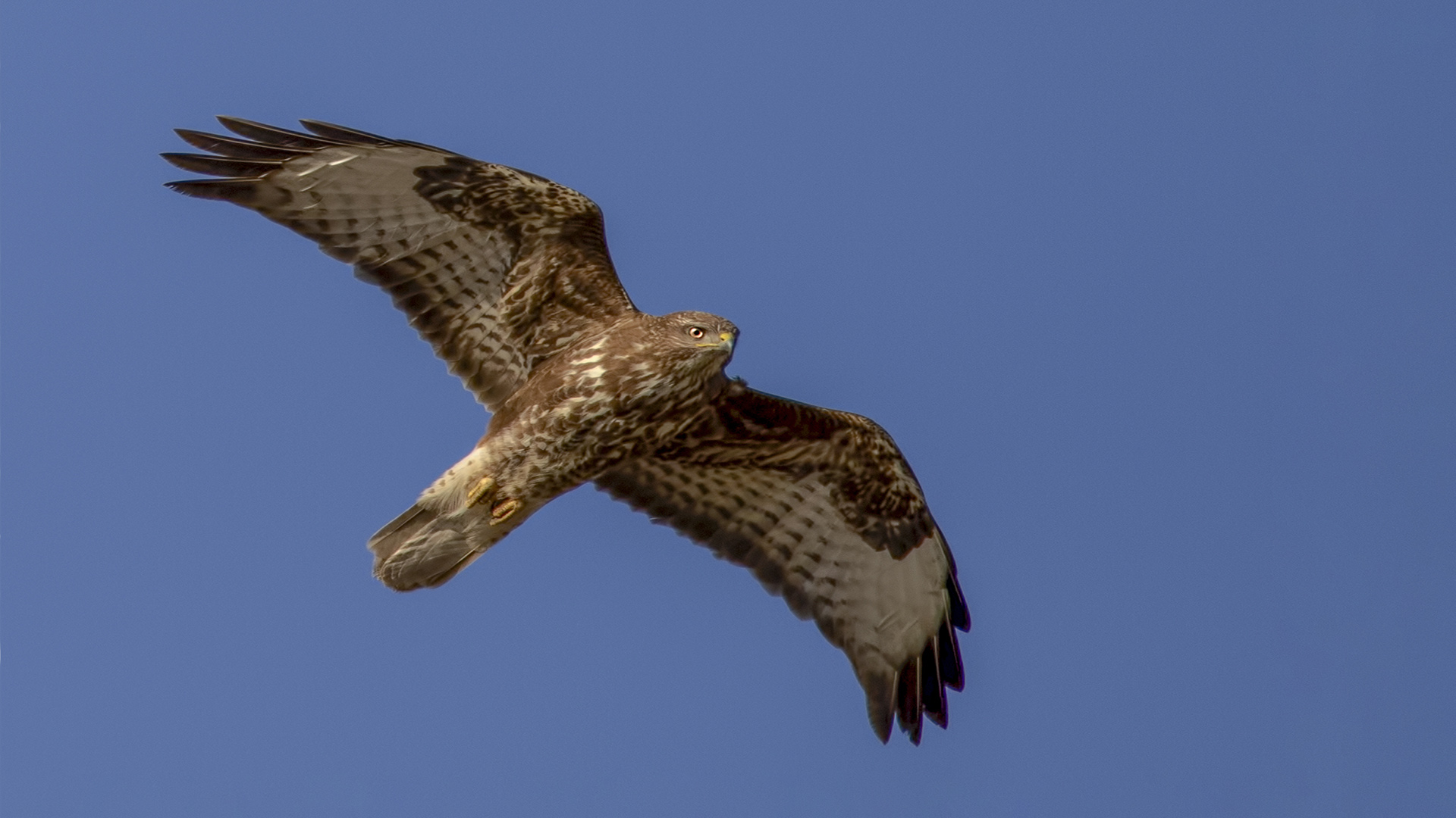 Şahin » Common Buzzard » Buteo buteo