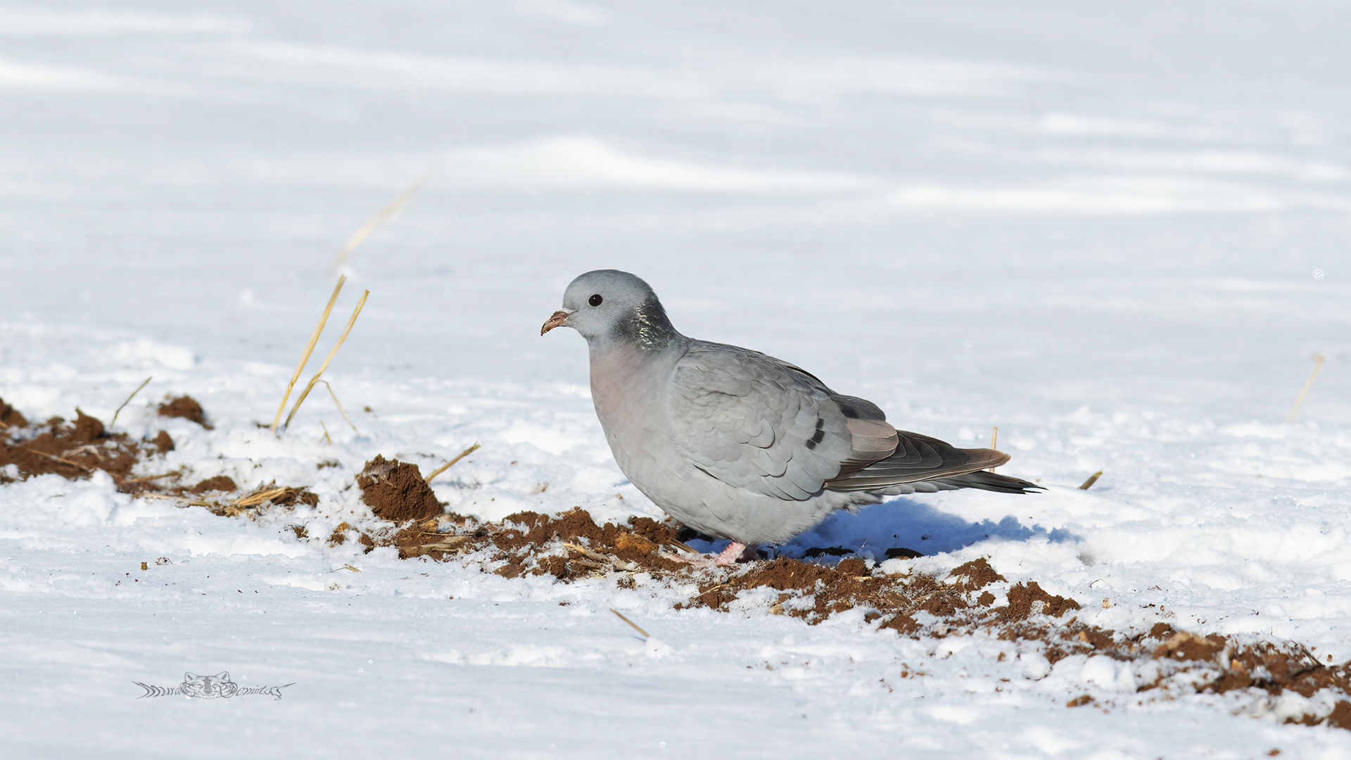 Gökçe güvercin » Stock Dove » Columba oenas