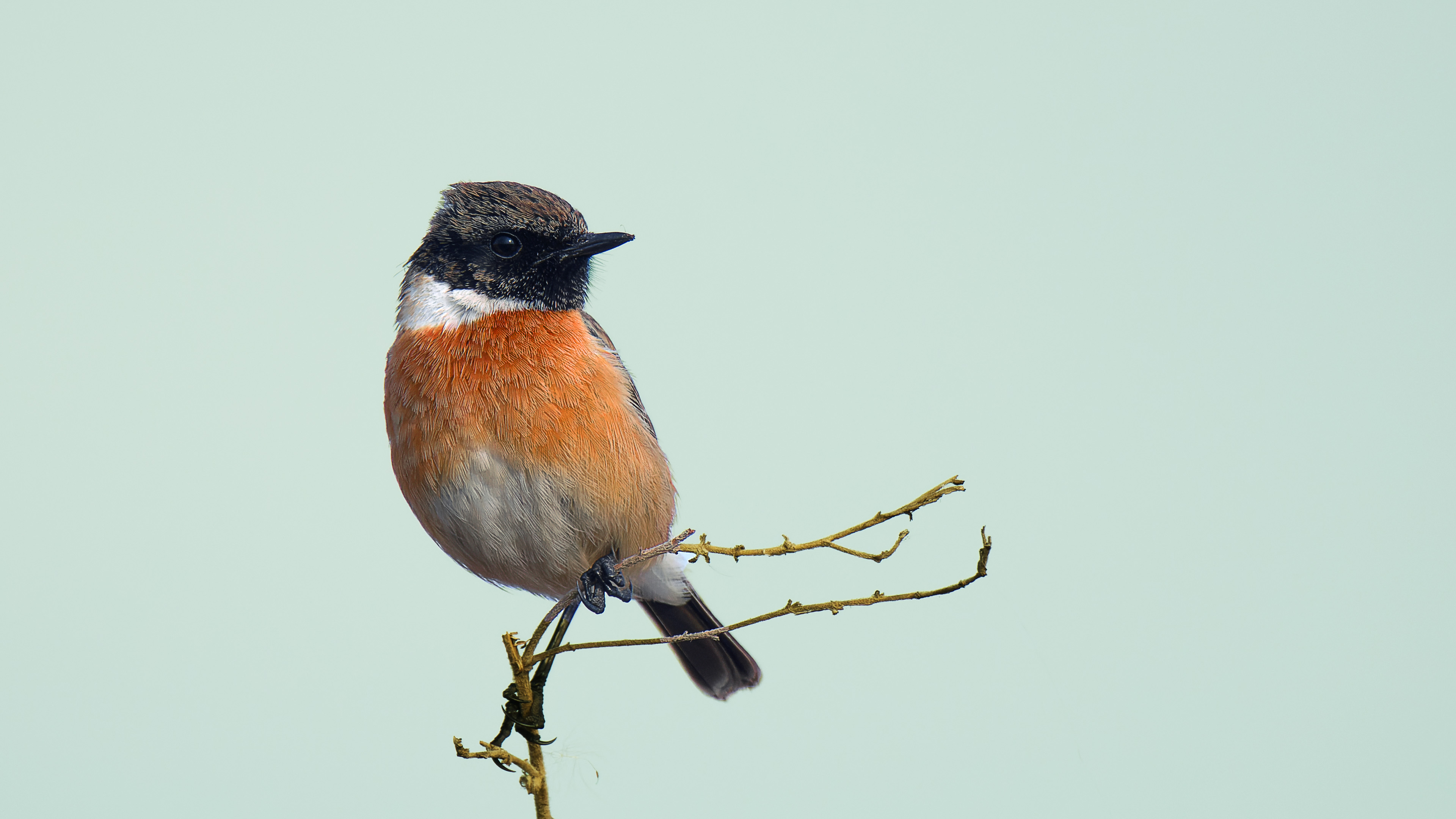 Taşkuşu » European Stonechat » Saxicola rubicola