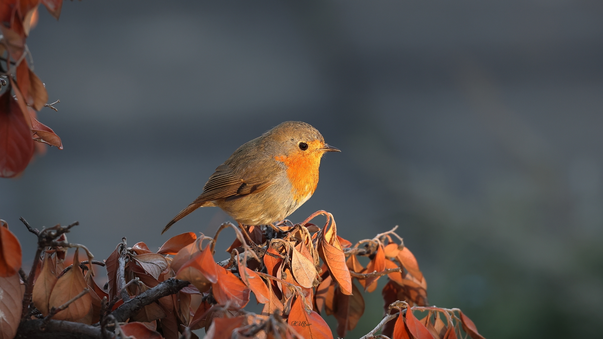 Kızılgerdan » European Robin » Erithacus rubecula