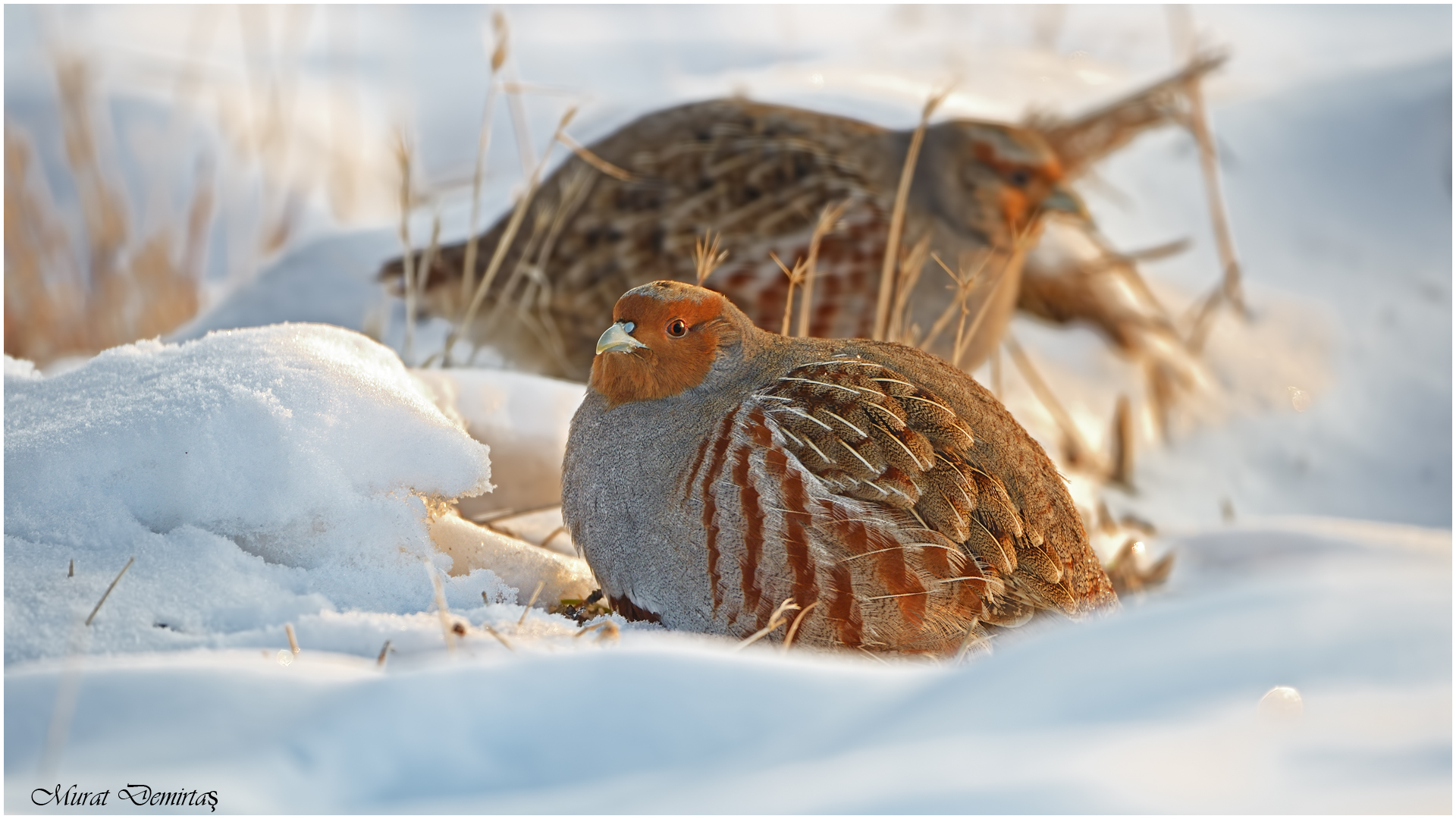 Çilkeklik » Grey Partridge » Perdix perdix