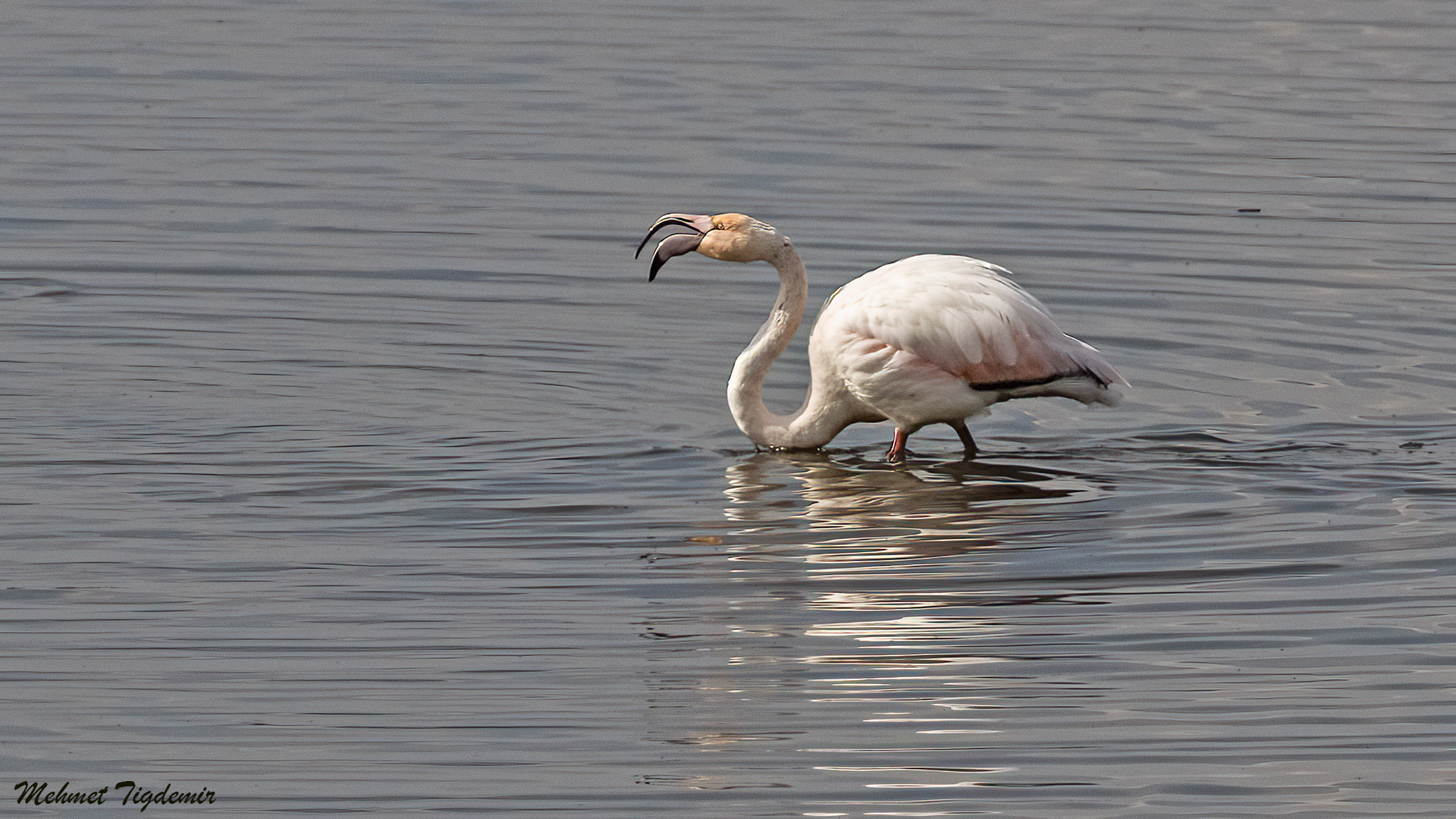 Flamingo