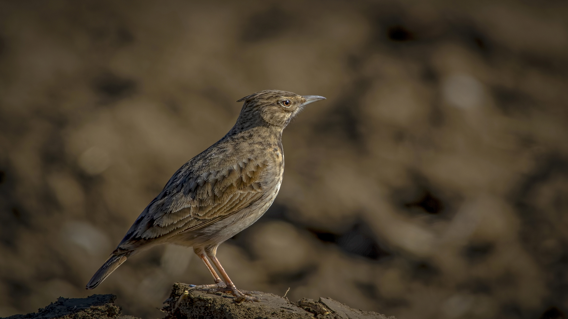 Tepeli toygar » Crested Lark » Galerida cristata