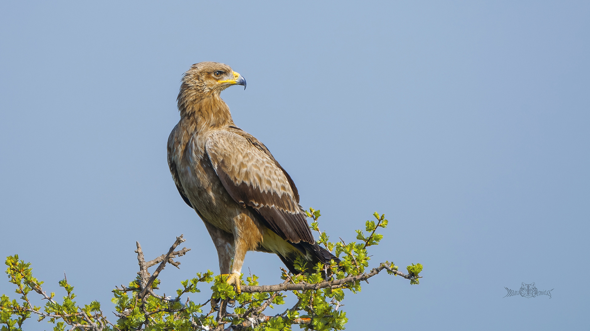 Küçük orman kartalı » Lesser Spotted Eagle » Clanga pomarina