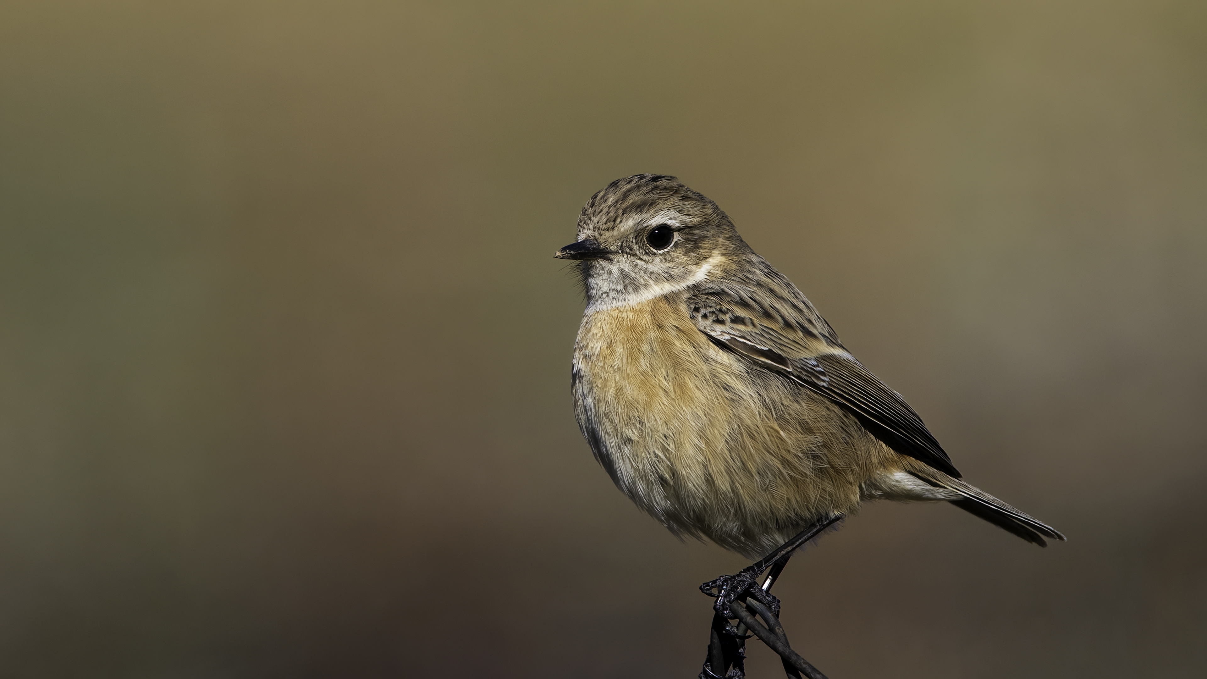 Taşkuşu » European Stonechat » Saxicola rubicola