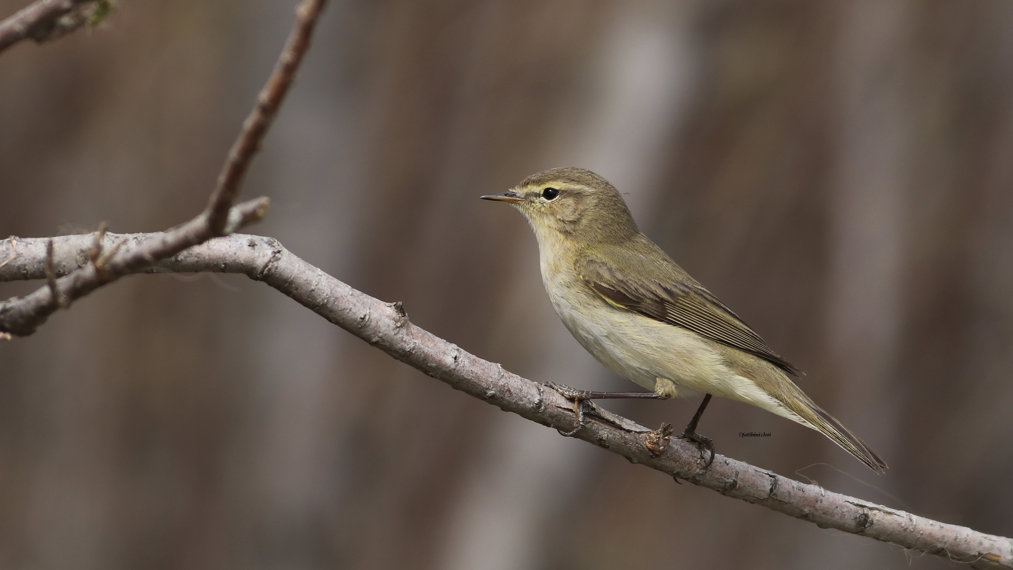 Çıvgın » Common Chiffchaff » Phylloscopus collybita