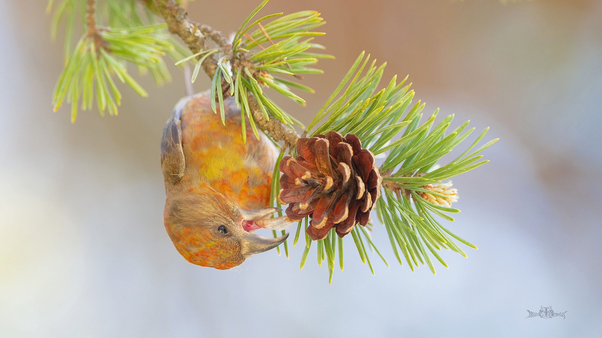 Çaprazgaga » Red Crossbill » Loxia curvirostra