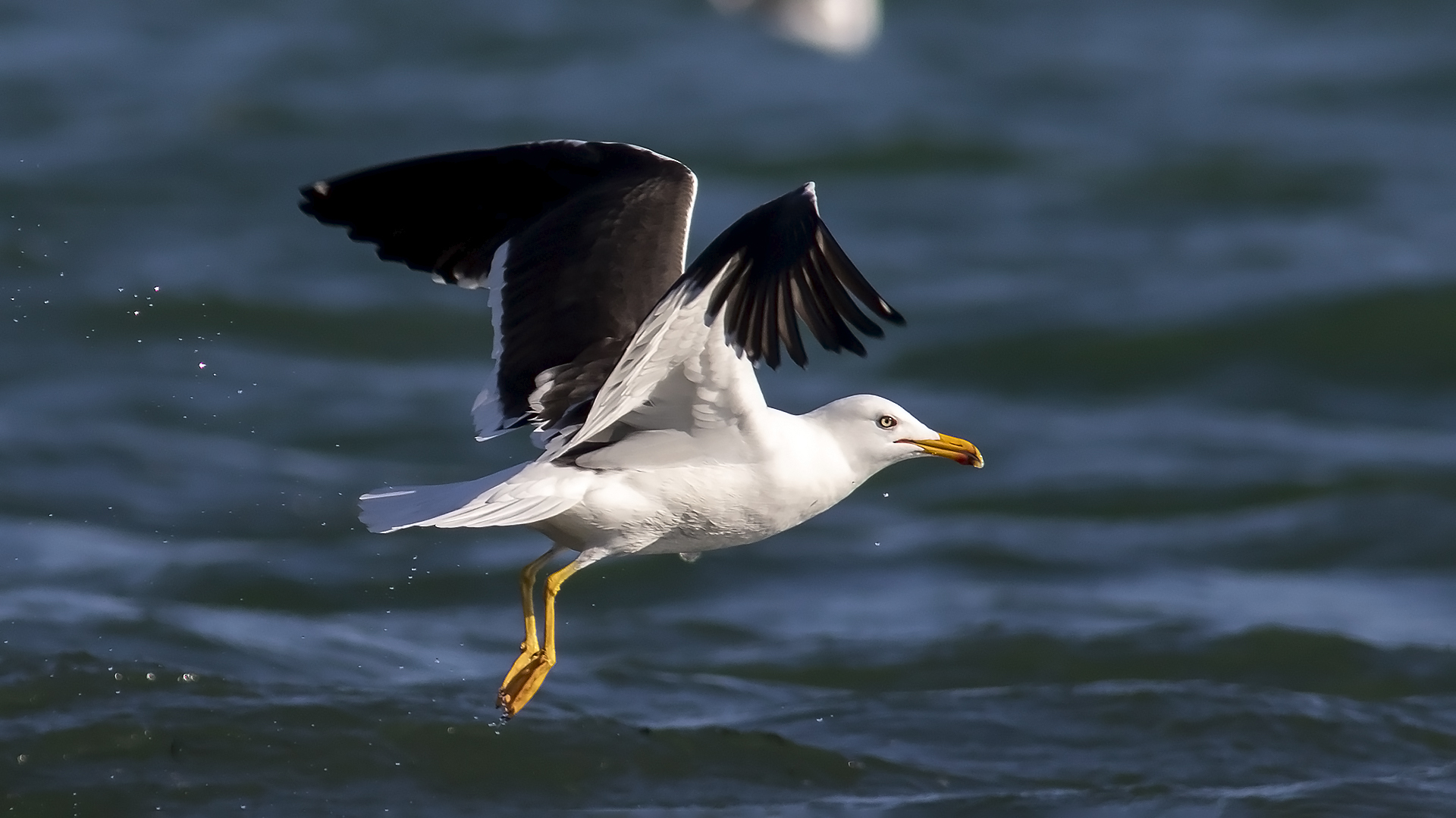 Karasırtlı martı » Lesser Black-backed Gull » Larus fuscus