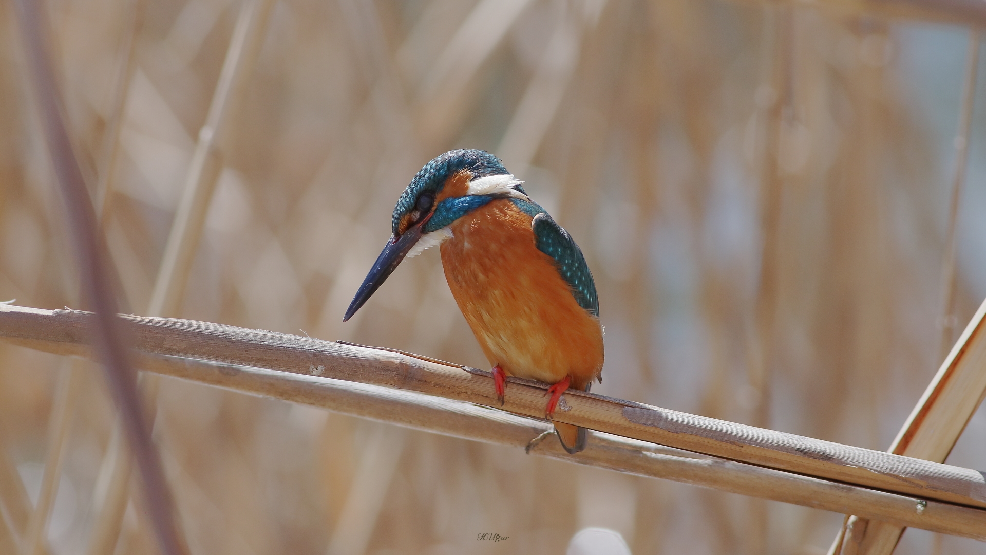 Yalıçapkını » Common Kingfisher » Alcedo atthis