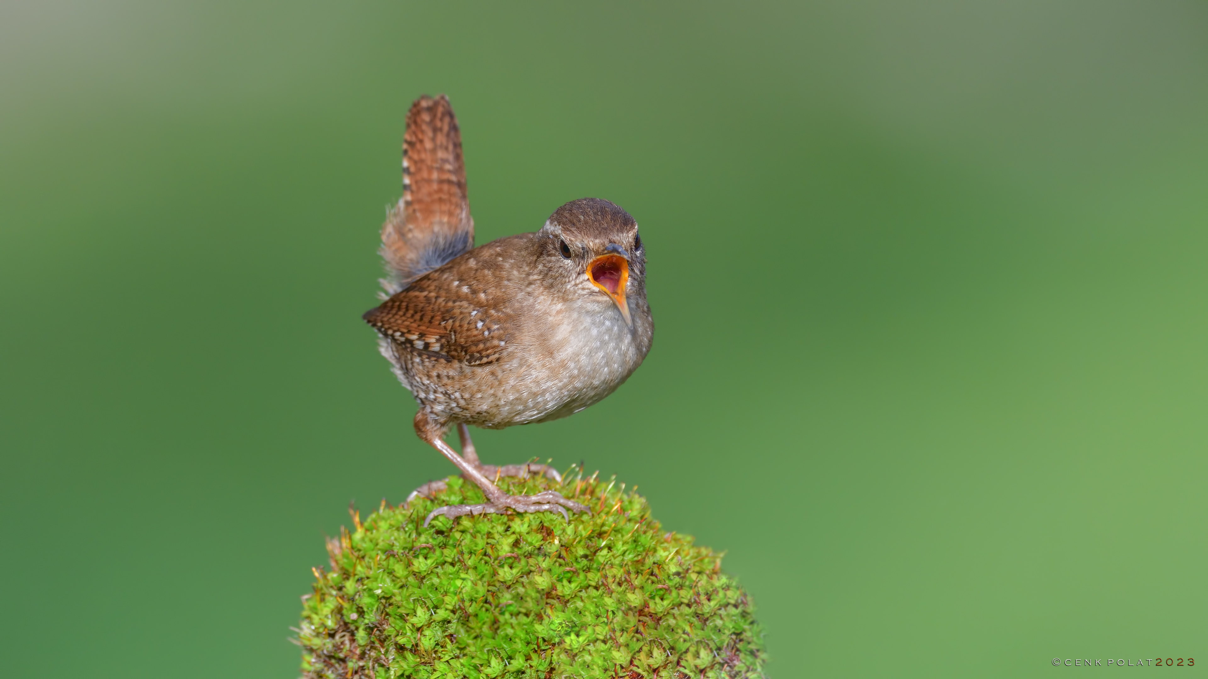 Çitkuşu » Eurasian Wren » Troglodytes troglodytes