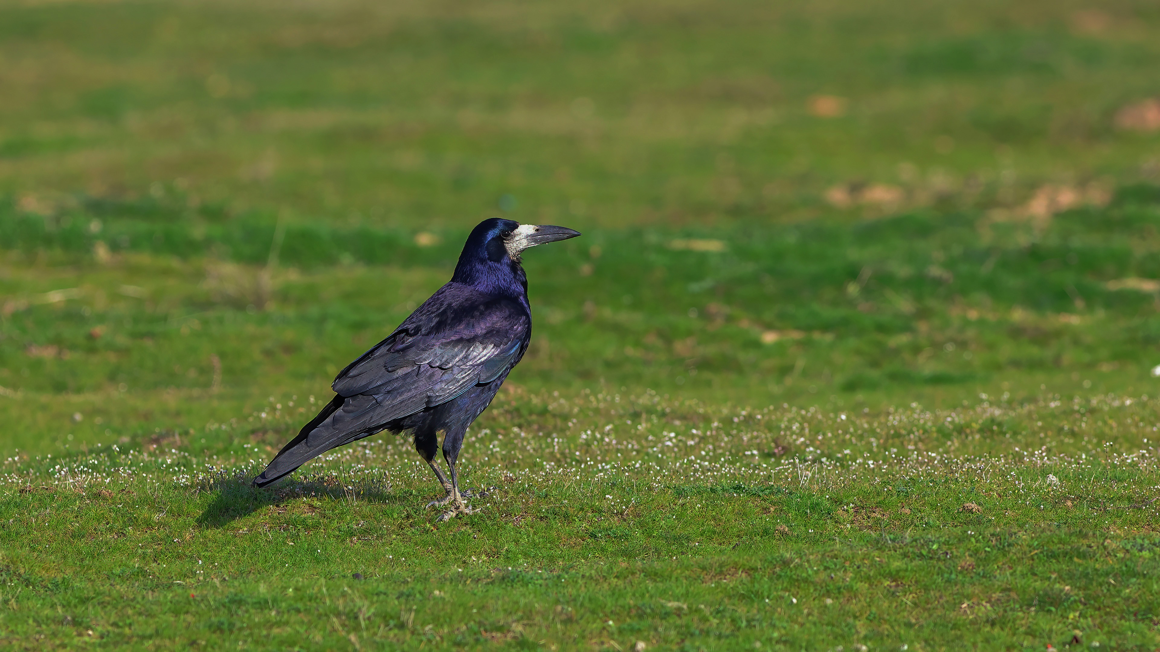Ekin kargası » Rook » Corvus frugilegus