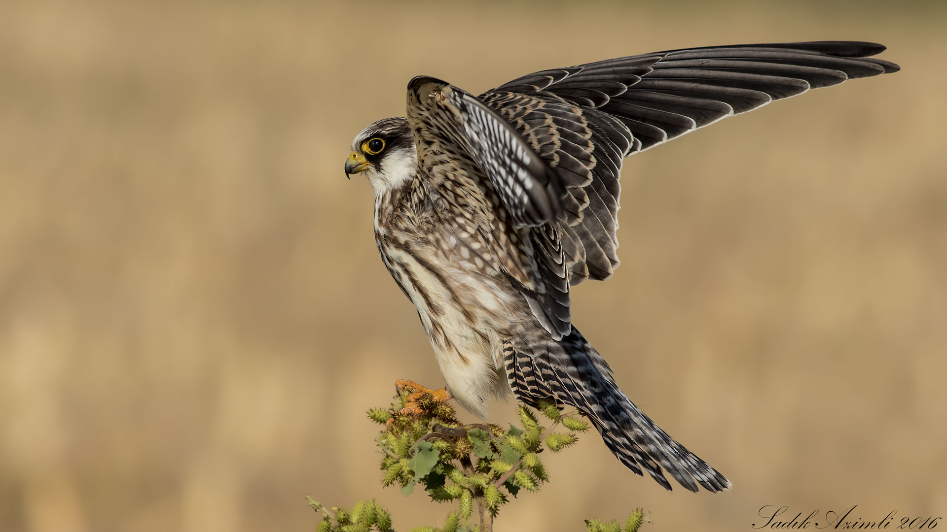 Ala doğan » Red-footed Falcon » Falco vespertinus