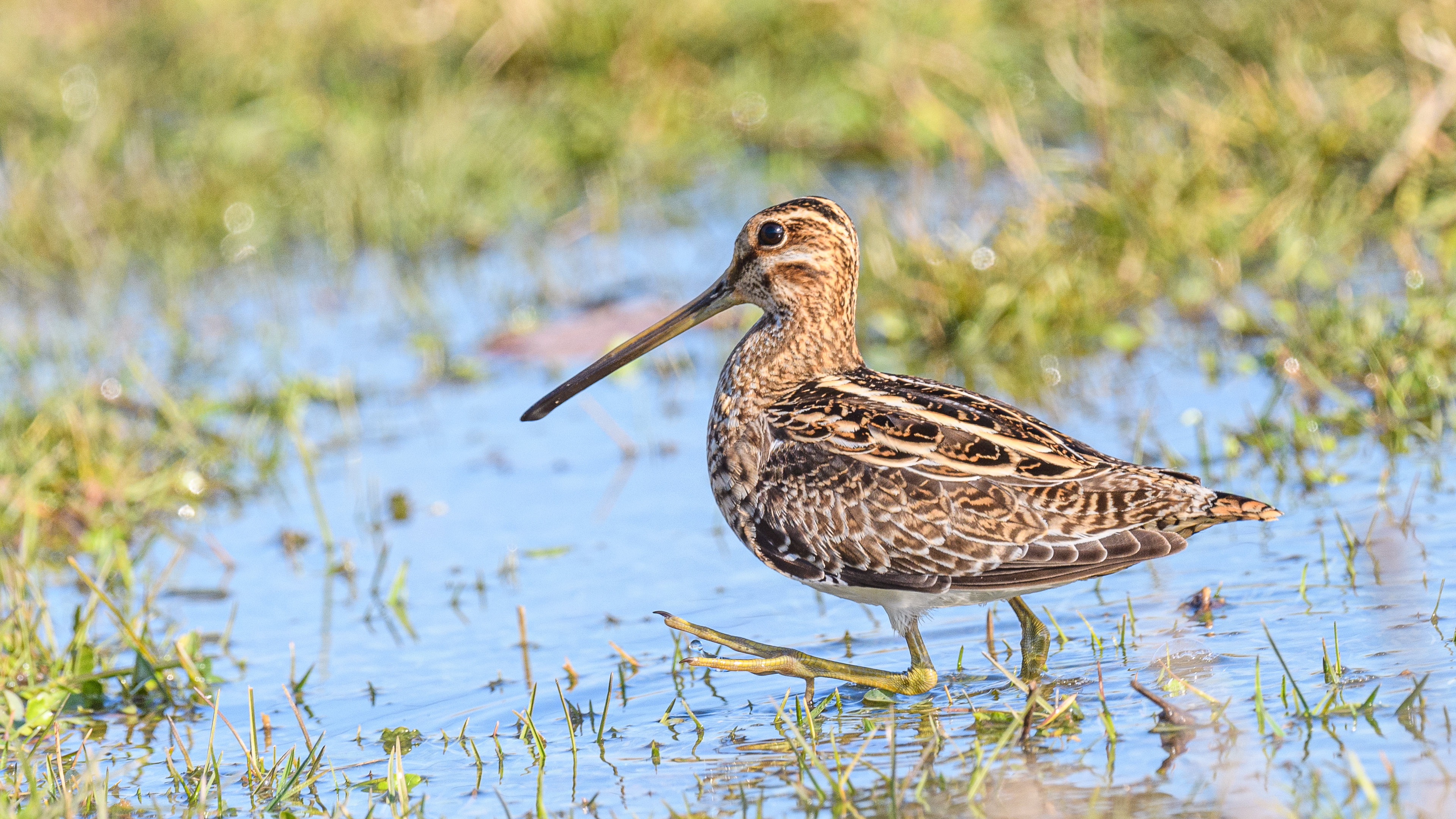 Suçulluğu » Common Snipe » Gallinago gallinago