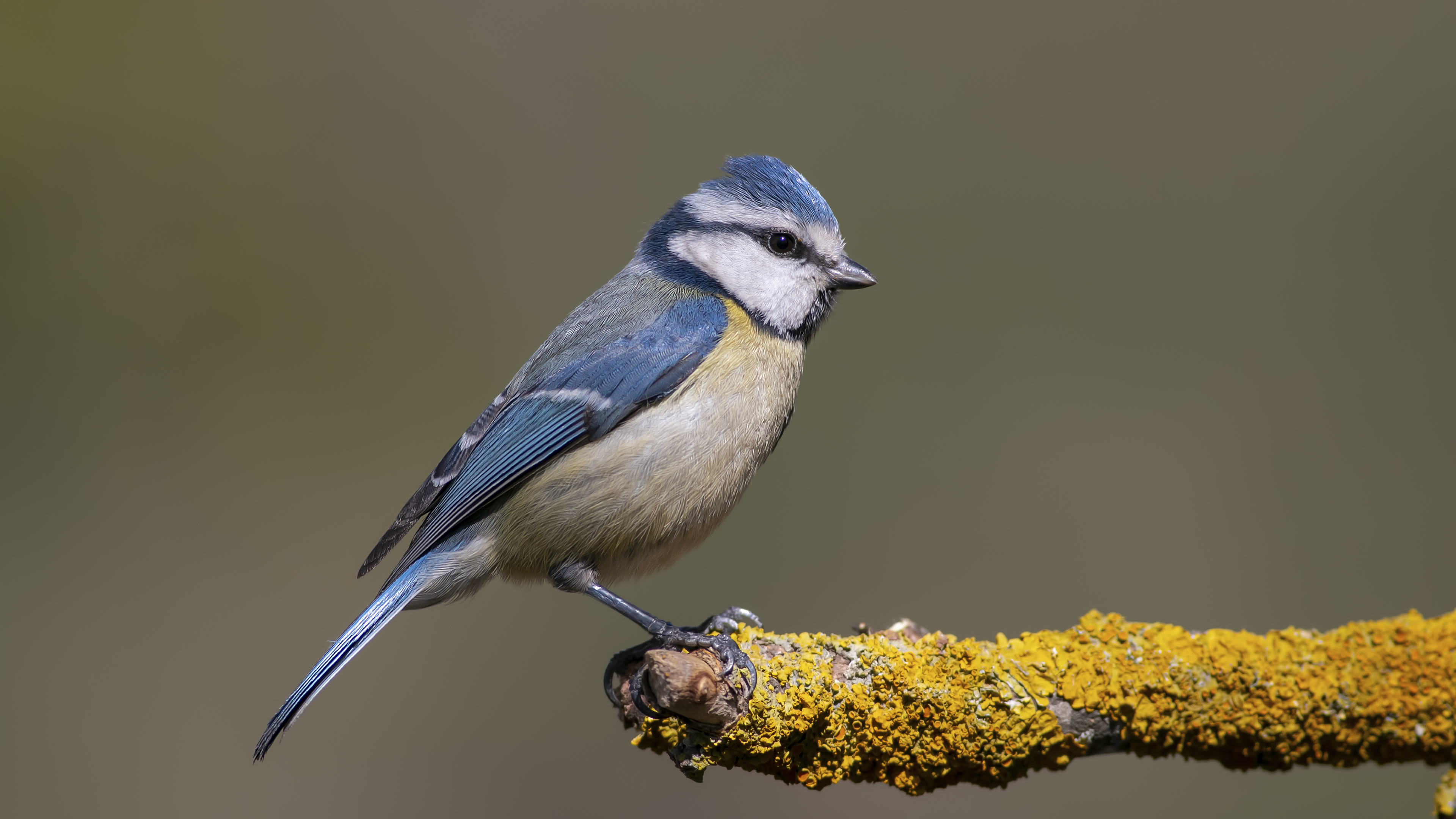Mavi baştankara » Eurasian Blue Tit » Cyanistes caeruleus