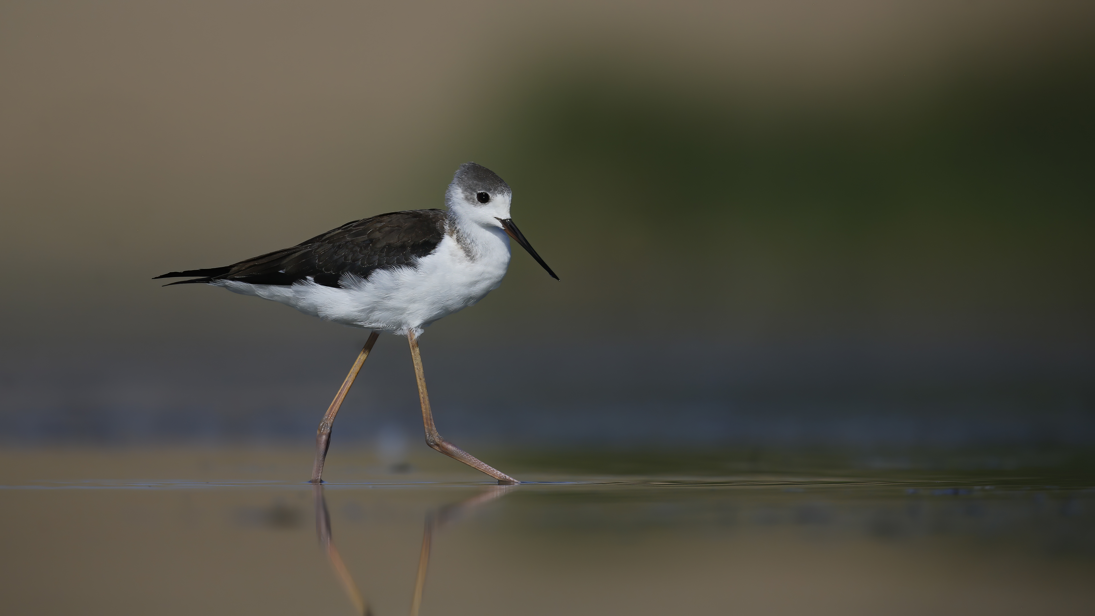 Uzunbacak » Black-winged Stilt » Himantopus himantopus