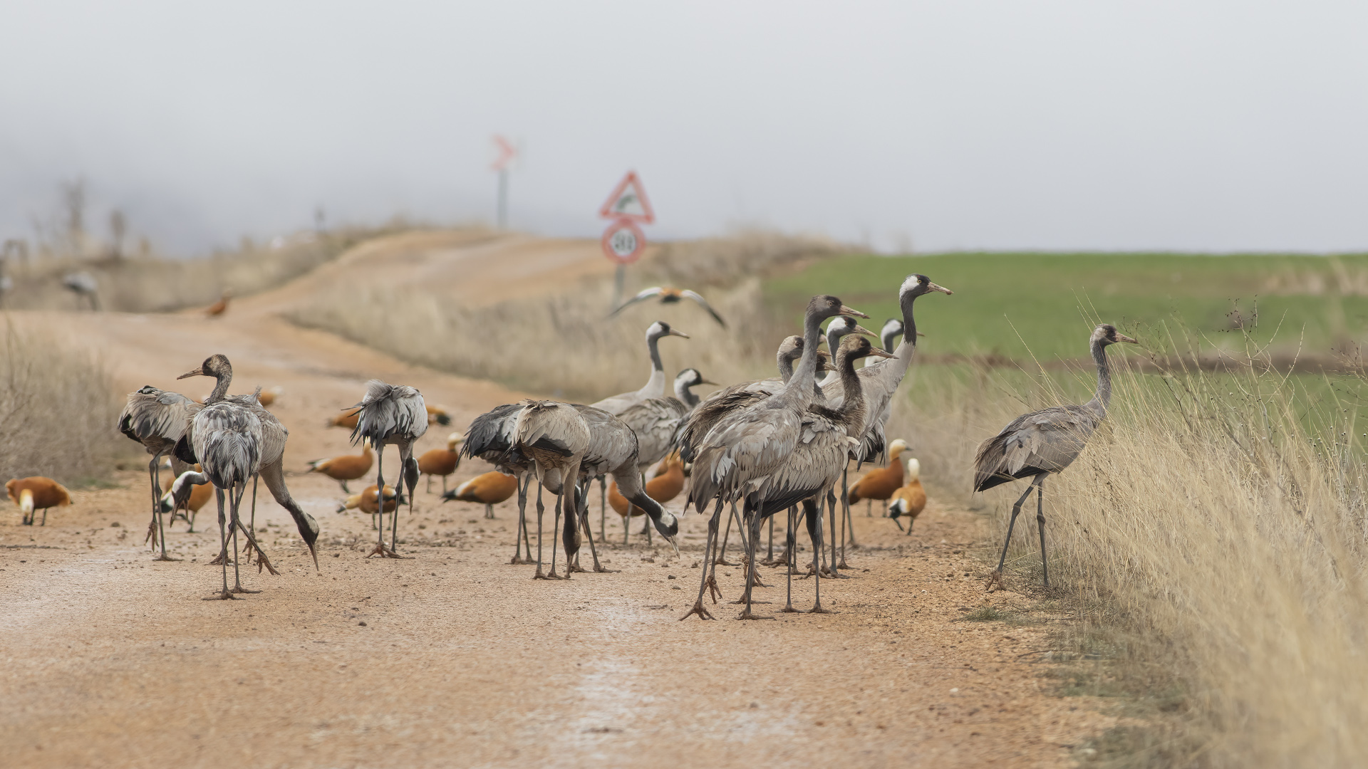 Turna » Common Crane » Grus grus