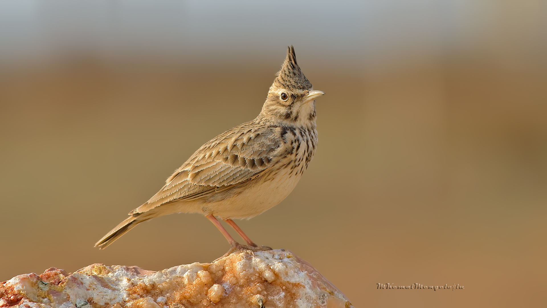 Tepeli toygar
