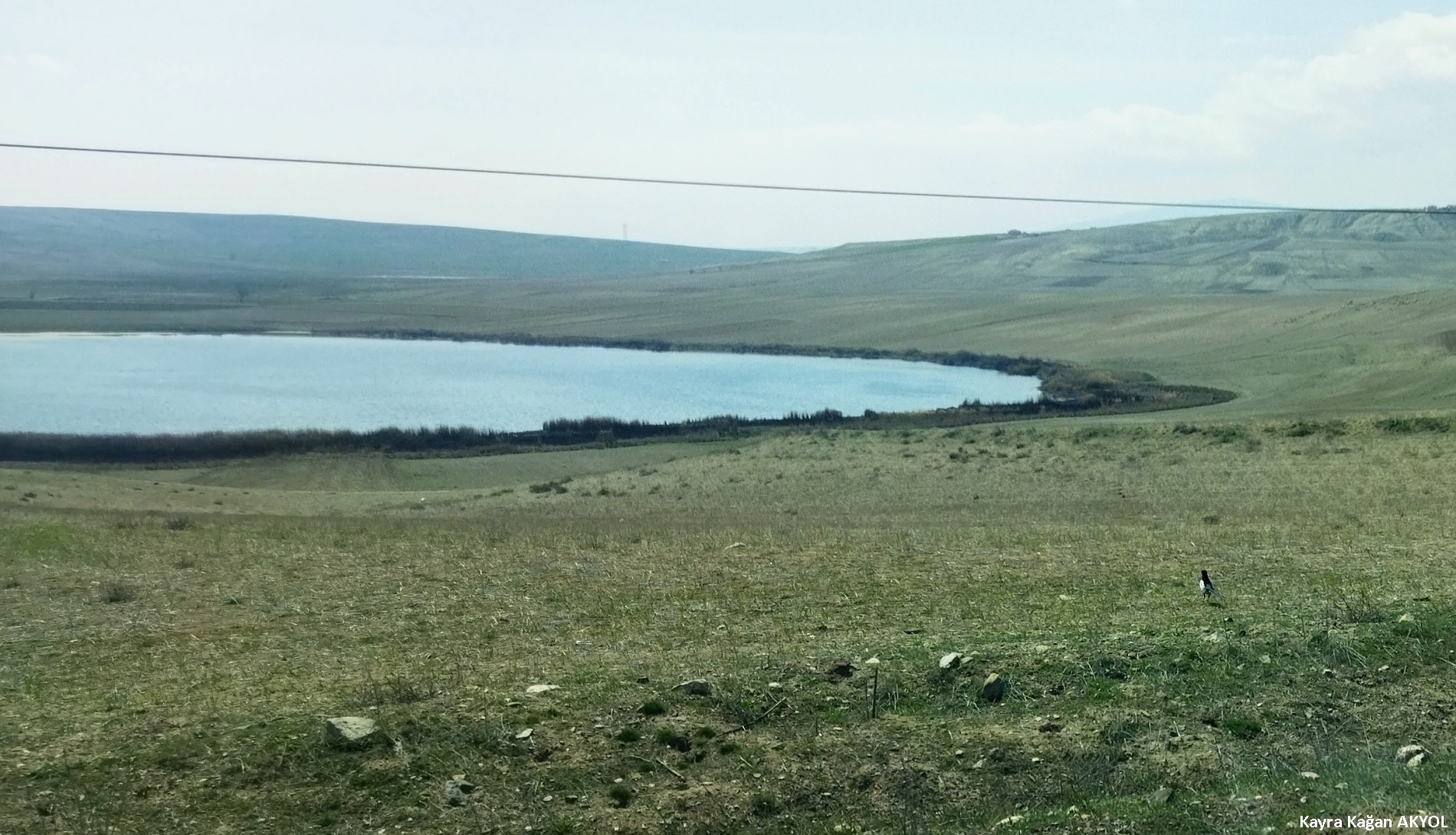 Saksağan