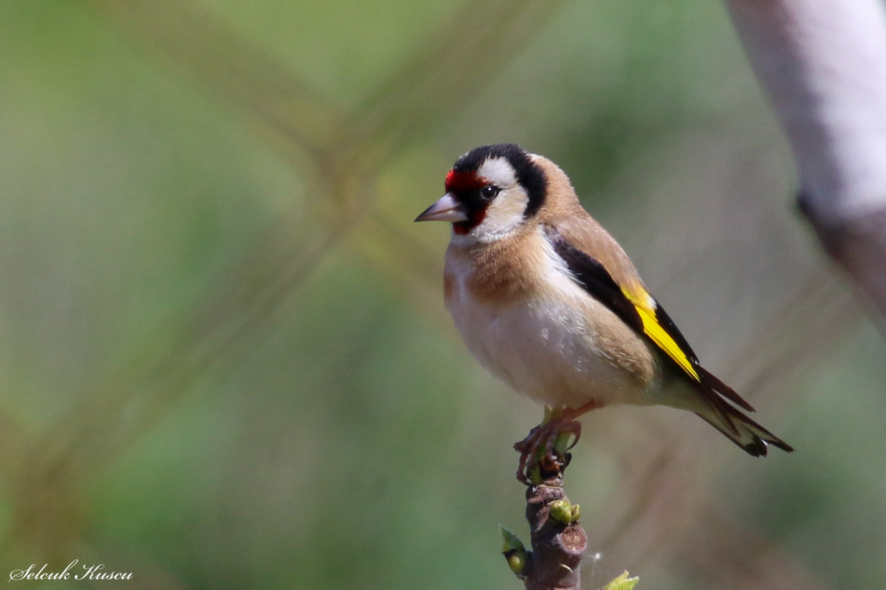 European Goldfinch