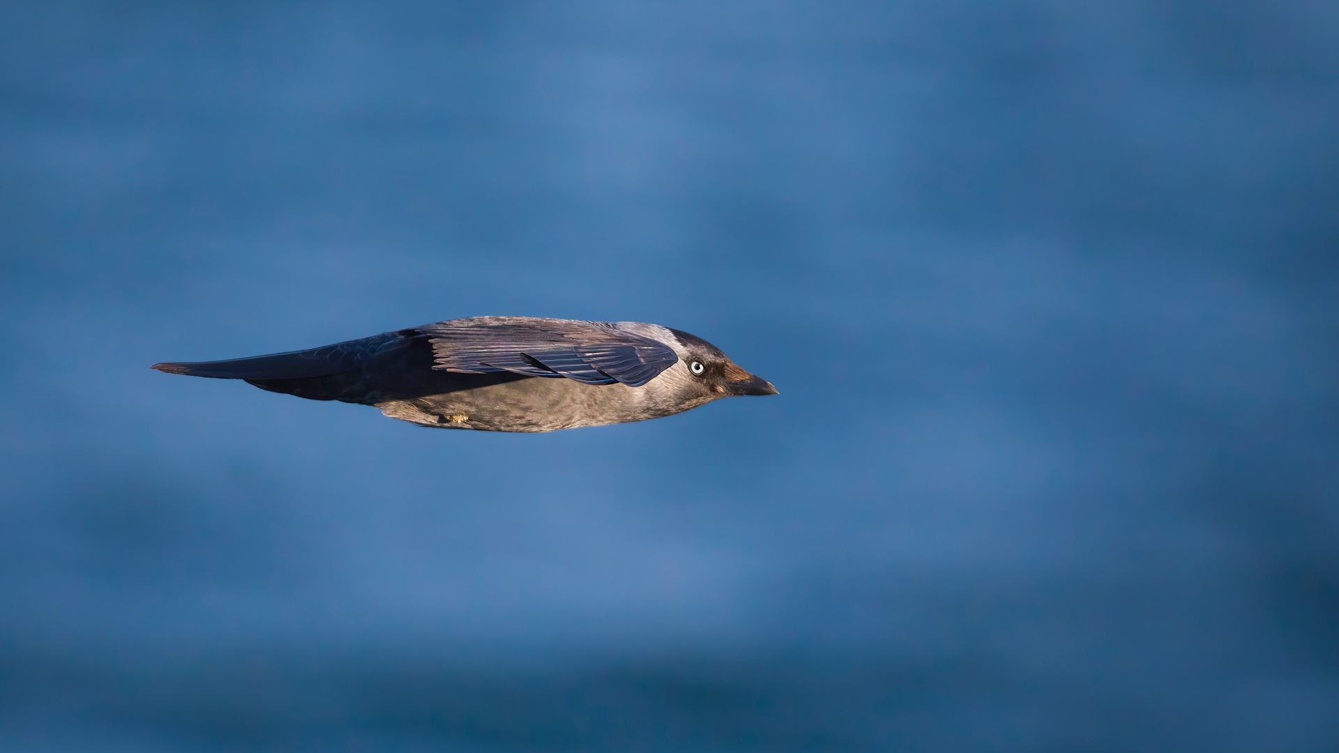 Küçük karga » Western Jackdaw » Coloeus monedula