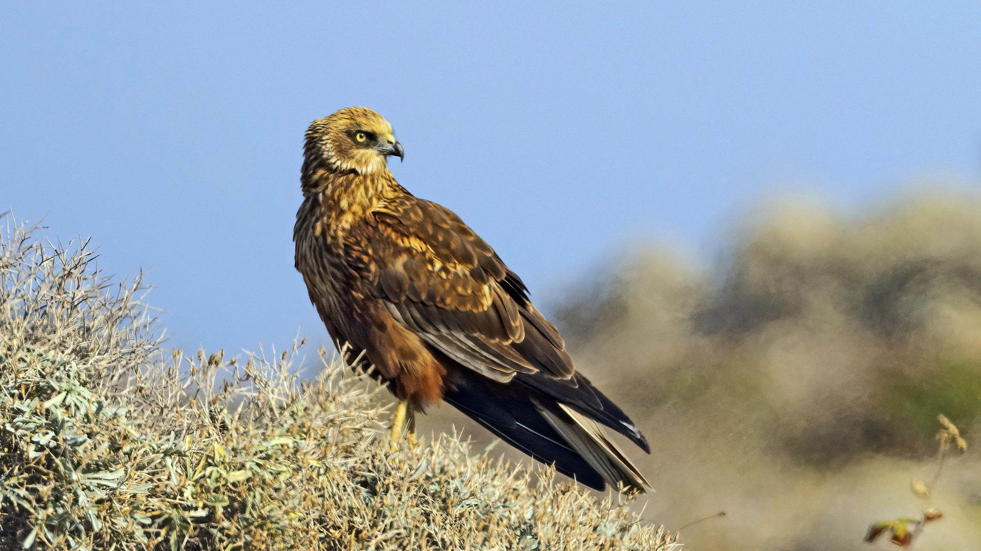 Western Marsh Harrier