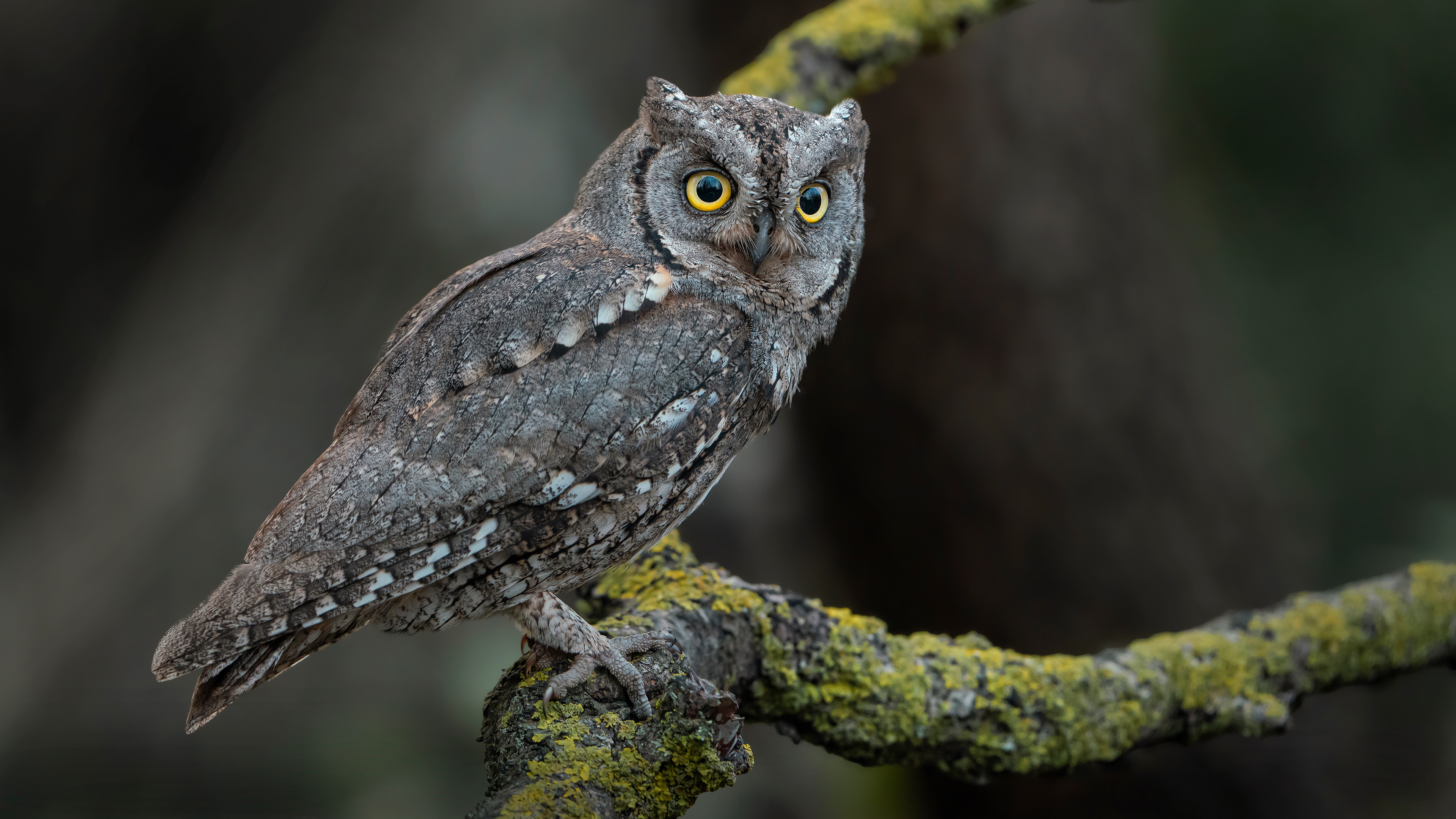 İshakkuşu » Eurasian Scops Owl » Otus scops