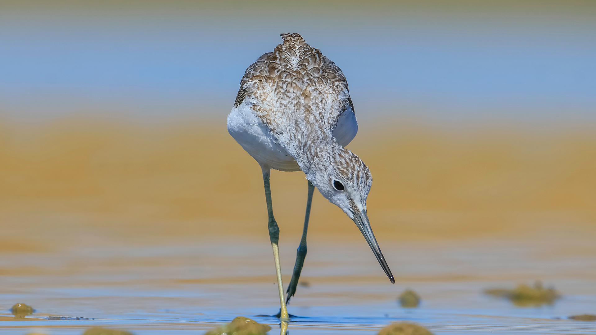 Yeşilbacak » Common Greenshank » Tringa nebularia