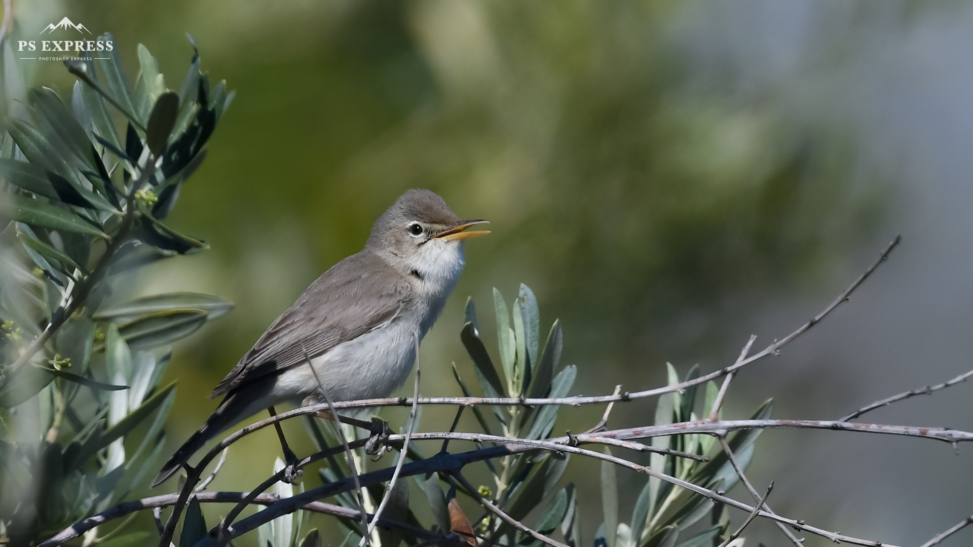 Zeytin mukallidi