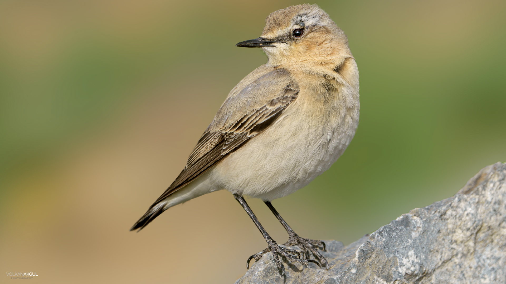 Kuyrukkakan » Northern Wheatear » Oenanthe oenanthe